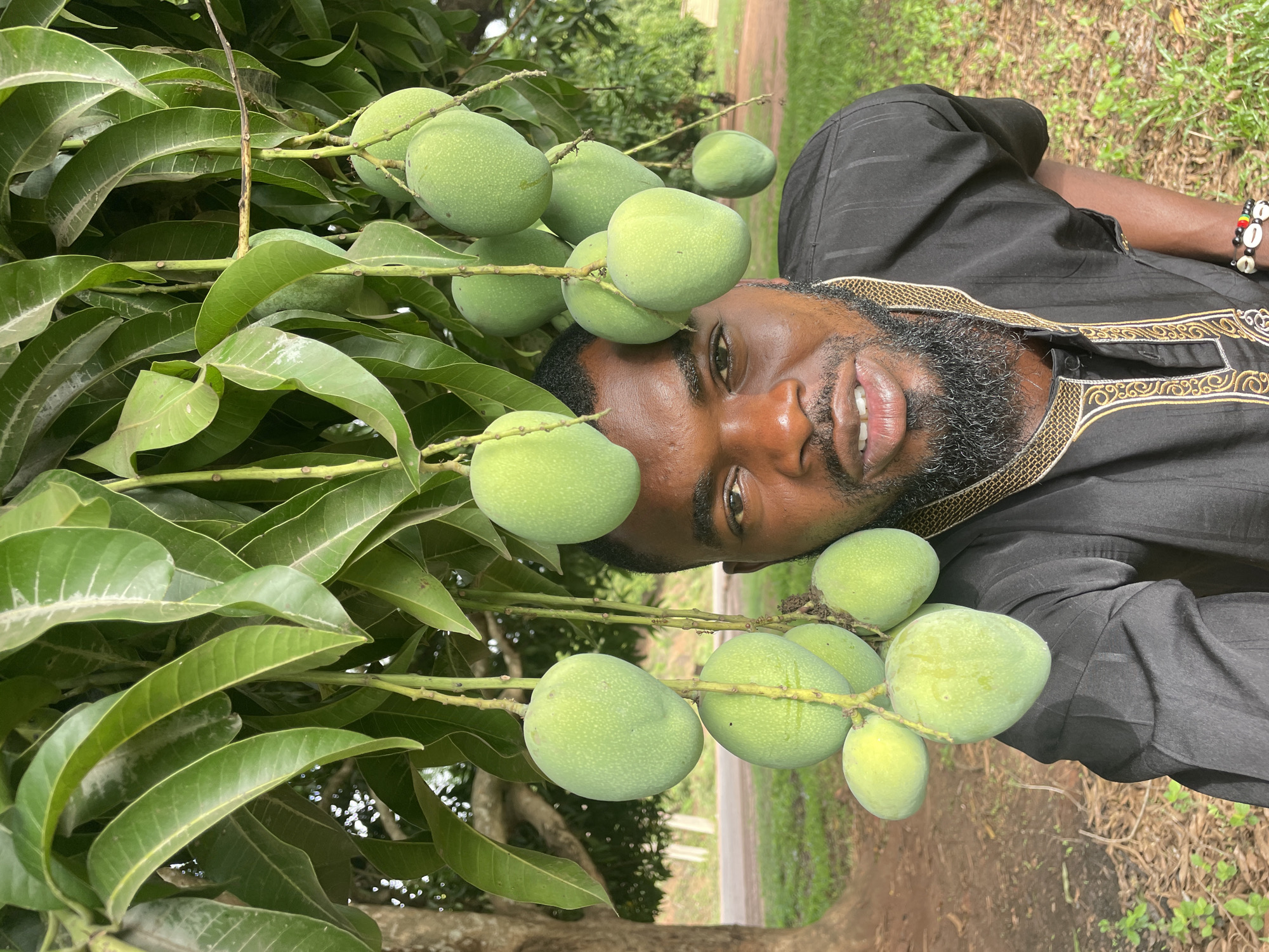 A medium shot presents a black man in a black shirt with golden embroidery, lying on his back in what appears to be an orchard, possibly in Ogbe, Nigeria. He is partially obscured by a branch laden with green mangoes. The background reveals a paved road bordering a grassy area.
