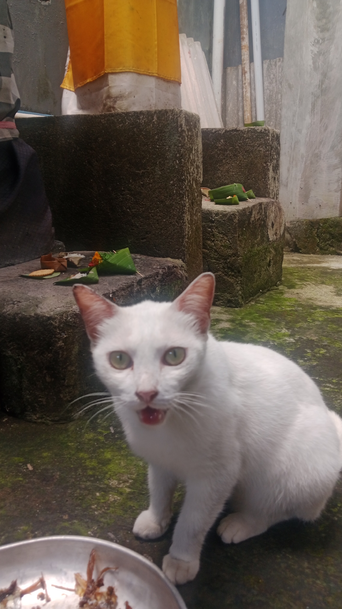 A white cat with greenish eyes is in the foreground, looking towards the camera with its mouth slightly open, revealing its tongue. The cat is positioned on a moss-covered concrete surface. In front of the cat is a metal bowl containing what appears to be animal remains or food scraps. In the background, there are stone structures, one of which is adorned with a yellow fabric. Small green leaves and what seem to be offerings are placed on some of the stone surfaces. The overall environment suggests an outdoor setting, possibly a courtyard or temple area in Denpasar, Indonesia. The lighting indicates it is daytime. There are no discernible people in the immediate vicinity of the cat.