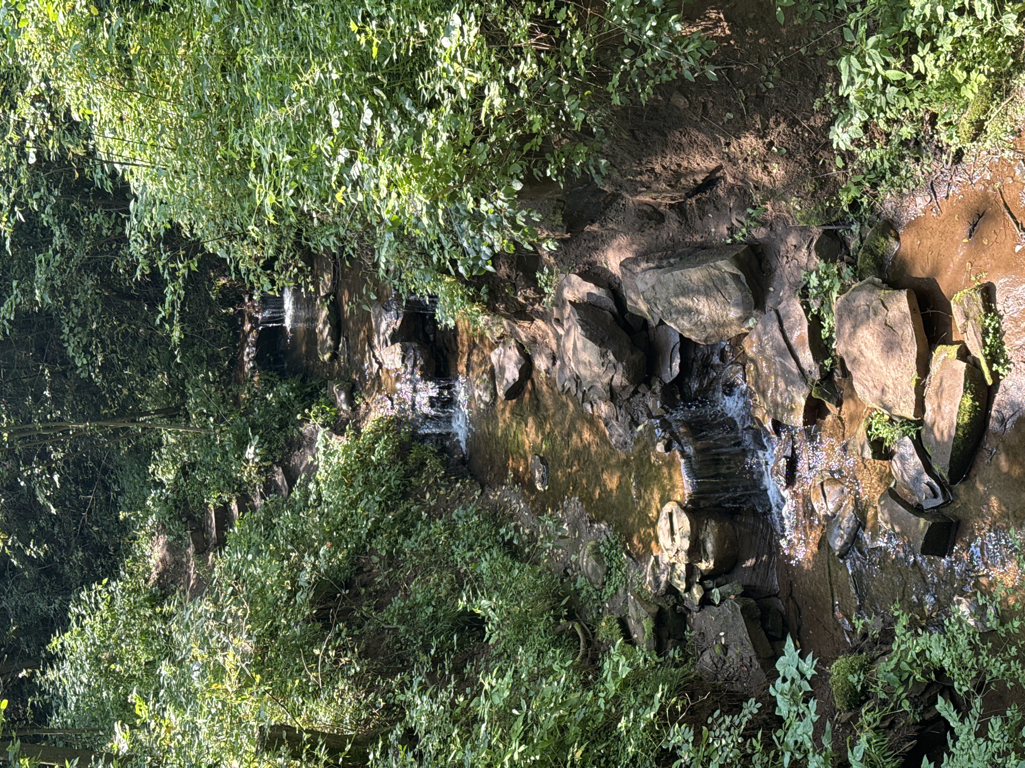 The image depicts a narrow, shallow stream flowing through a dense, sun-dappled forest. The stream bed is rocky and uneven, with several small cascades where the water tumbles over stones. The banks of the stream are overgrown with lush green foliage, including ferns and various leafy plants. Sunlight filters through the dense canopy of trees, creating patterns of light and shadow on the water and surrounding vegetation. The overall impression is one of a serene, natural environment. There is no indication of the specific location within the city of Izhevsk, Russia, nor are there any people or specific objects to note. The scene is purely natural.