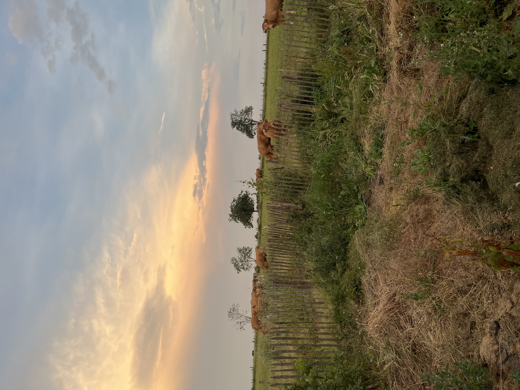 An outdoor, eye-level, vertical-format shot captures a pastoral scene at dusk. A wooden fence constructed of vertical posts separates the foreground from a grassy field where several brown cows graze under a sky painted with soft, warm hues of orange, yellow, and pale blue. Scattered trees dot the horizon, their silhouettes softened by the fading light. The foreground is filled with lush green vegetation, including tall grasses and weeds, some of which have been mown and piled up. The overall atmosphere is tranquil and serene.