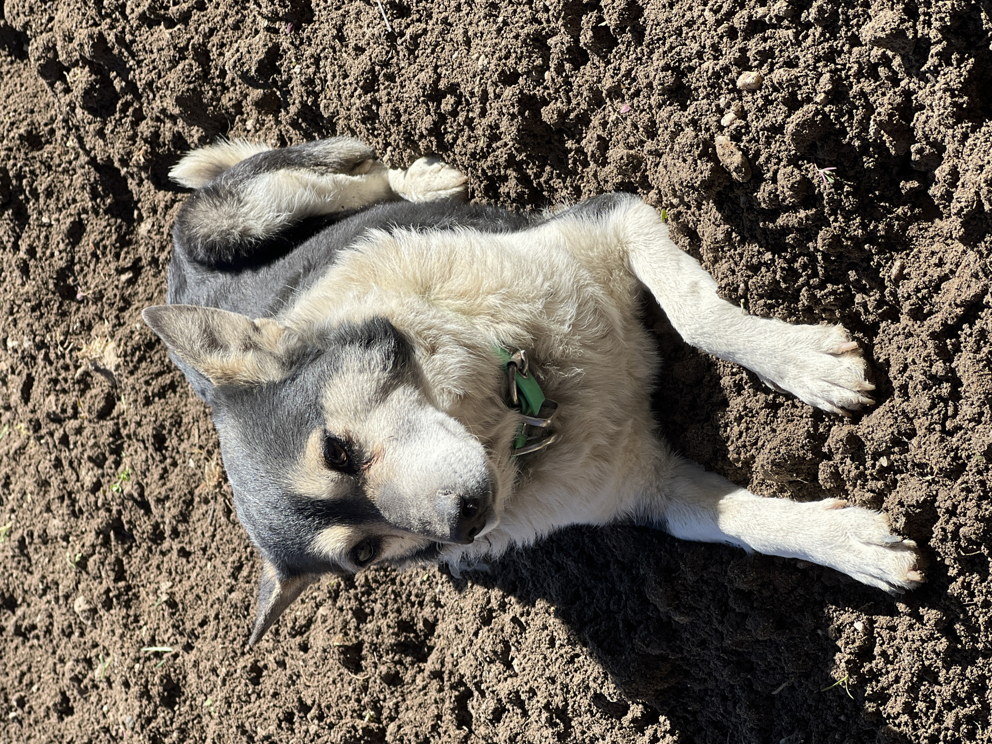 The image shows a medium-sized dog lying on the bare earth. The dog is light-colored on the chest and legs with gray and black fur on the head and back. It has a green collar. The ground is brown and appears to be freshly dug. The location is unknown.