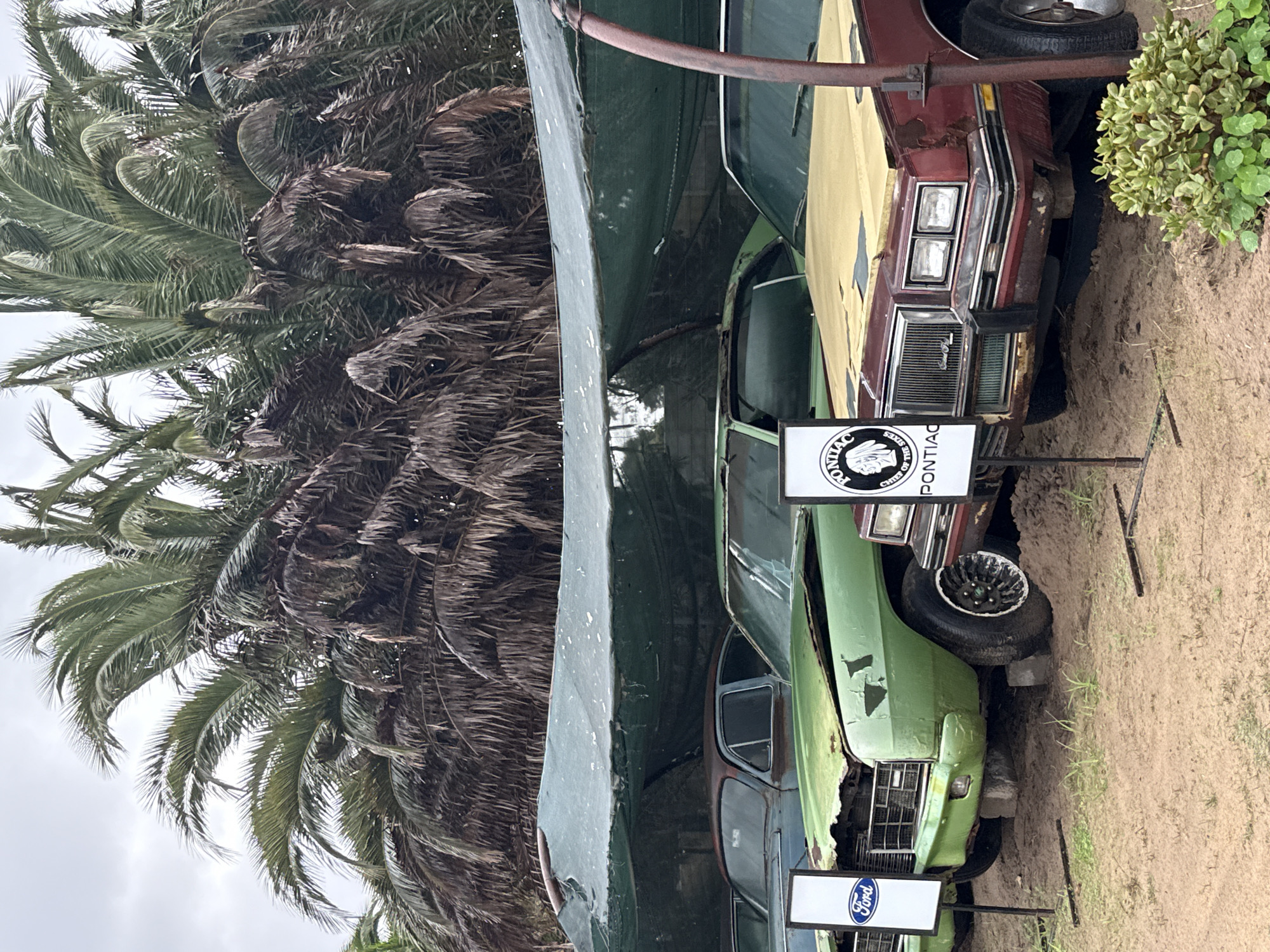 The image depicts two derelict vehicles, a burgundy Pontiac and a green Ford, partially covered by a weathered, olive-drab tarp or awning. The vehicles appear to be on display, each with a sign indicating the make of the car. The ground is sandy or muddy. A palm tree is visible in the background, suggesting an outdoor location. Based on the prompt, the location is Kraaifontein, South Africa. There are no people visible in the image.