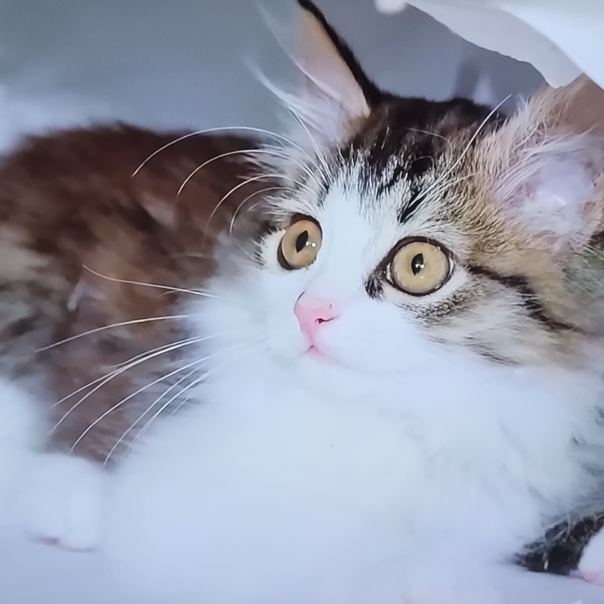 A close-up of a brown, white, and grey fluffy cat with amber eyes and a pink nose is lying on a white surface. The cat has long white whiskers and its ears are pointed. The background is blurred, but appears to be white fabric. The location is indeterminable from the image.