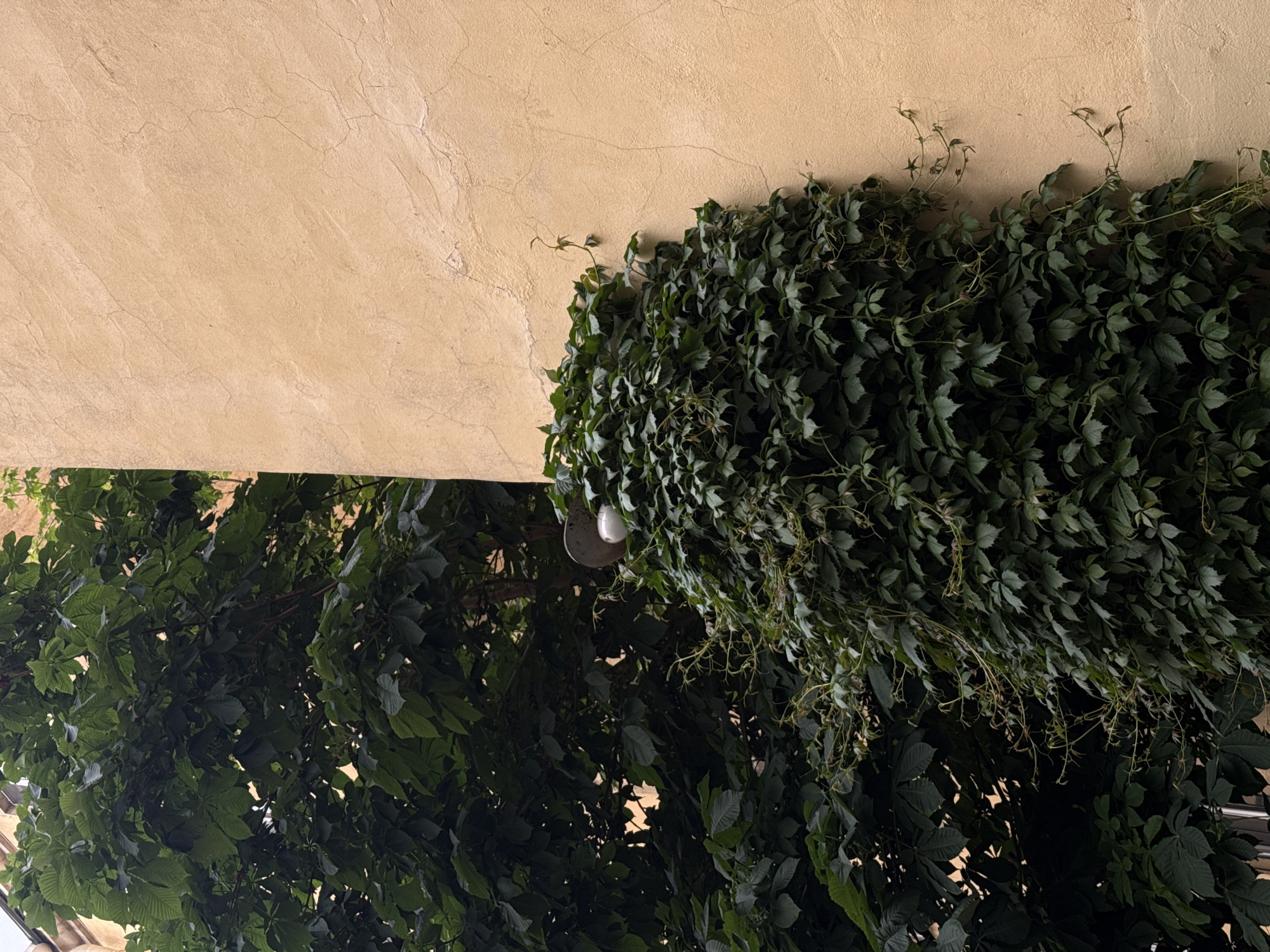 A close-up, eye-level shot features the corner of a building with a textured, pale orange stucco wall and a large, dark green leafy tree. The wall shows subtle cracks and variations in color, suggesting age and exposure. A light fixture with a white bulb is mounted on the wall, partially obscured by lush green ivy that cascades down from above and wraps around it. The ivy is dense and vibrant, with some tendrils reaching out towards the wall. The tree's foliage is thick and dark, filling the left side of the frame. The scene captures a quiet, urban moment where nature intertwines with architecture, possibly in a courtyard or alleyway within Saint Petersburg, Russia, given the architectural style and the presence of such vegetation. No people or animals are visible.
