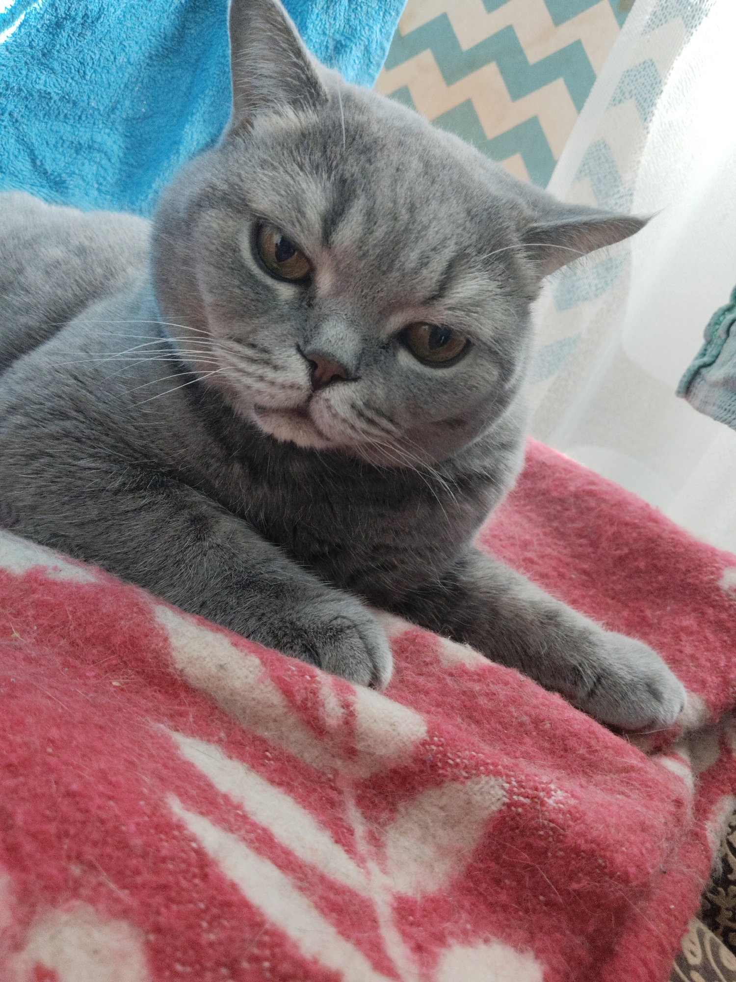 A grey cat is lying on a red and white blanket. Behind the cat is a blue towel and a white and blue patterned curtain. The location is Unknown, Unknown.
