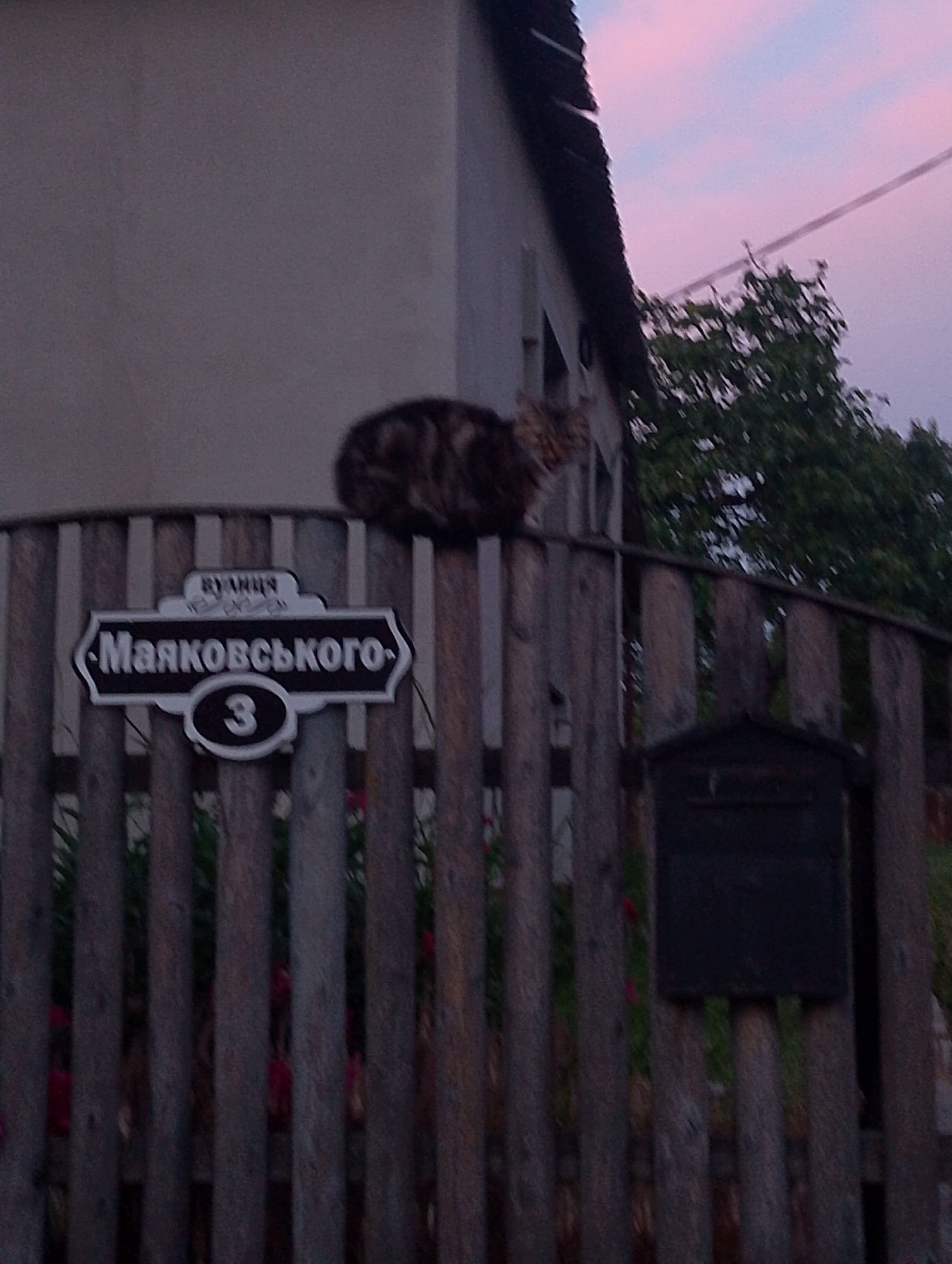 This media file depicts a street scene in Ustyvytsia, Ukraine, likely during dusk or early dawn, as suggested by the soft, pastel hues of the sky with streaks of pink and light blue. A wooden fence made of vertical planks runs across the foreground. A striped cat is perched on top of the fence, its body mostly obscured from view, with only its tail and hindquarters visible.
Attached to the fence is a sign with a decorative border. The text on the sign is in Cyrillic. At the top, in smaller print, it reads "ВУЛИЦЯ" (meaning "Street"). Below this, in larger, bold lettering, is "Маяковського" (Mayakovskogo), indicating the street name. Beneath the street name, a circular emblem with the number "3" is prominently displayed, likely representing the house number.
To the right of the sign, a dark, rectangular mailbox is attached to the fence. The background shows a building with a light-colored wall and a dark, sloped roof. A tree with dense green foliage is visible behind the fence and to the right of the building, silhouetted against the twilight sky. The overall mood is quiet and serene, characteristic of a rural or suburban setting at the end of the day. The lighting is dim, contributing to a slightly melancholic or peaceful atmosphere. There are no people visible in the frame.