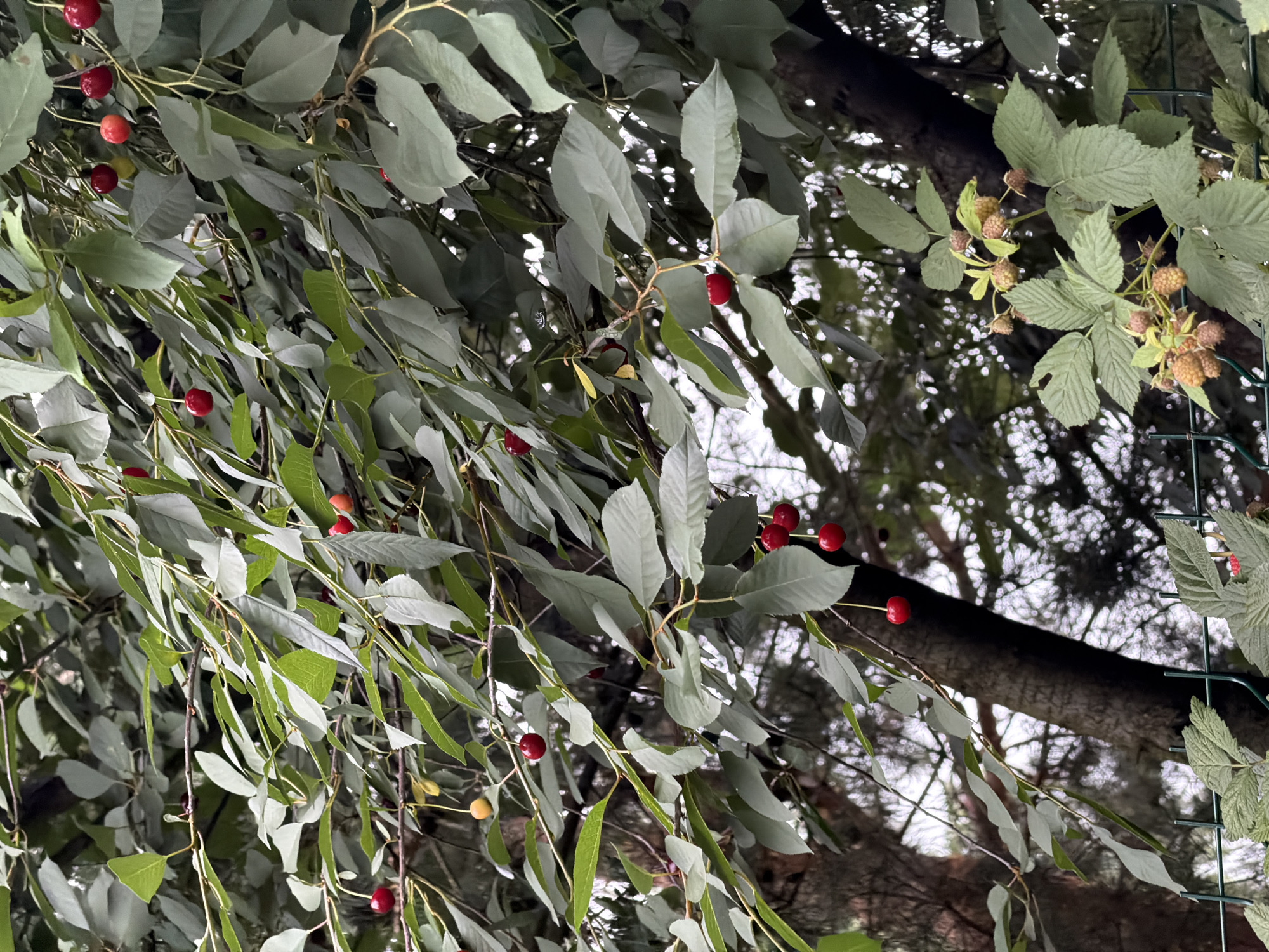 The image depicts a close-up view of a cherry tree with ripe red cherries hanging from its branches. The leaves of the tree are a vibrant green, and some are catching the light. In the background, there is a blurry view of a tree trunk and foliage, suggesting a natural outdoor setting. A green metal fence is visible in the lower part of the image, with some raspberry bushes growing near it. The overall impression is one of a bountiful harvest in a garden or park. The location in Zimyonki, Russia, suggests a possibly temperate climate suitable for growing cherries and raspberries. There are no people or animals visible in the image.