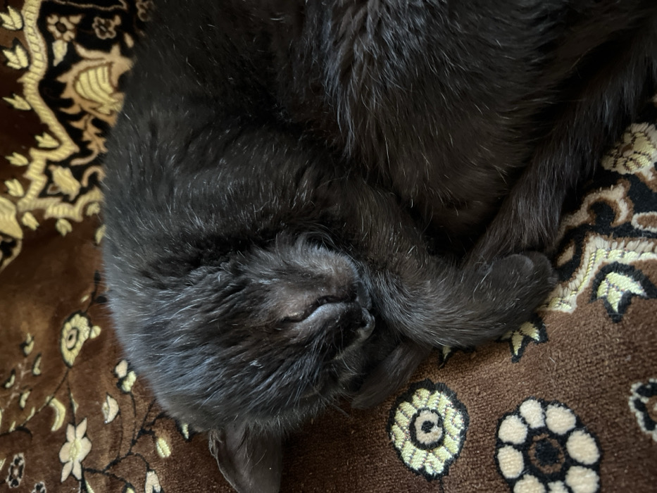 A black cat is depicted sleeping, curled into a tight ball, on a brown patterned textile surface within the city of Pyriatyn, Ukraine. The feline subject is positioned on its right side, with its head tucked against its front paws. Its eyes are closed. The cat exhibits uniform black fur. The textile beneath the cat features an ornate, repeating motif of stylized floral and foliage elements in shades of light brown, beige, gold, and pale green. The lighting suggests an indoor setting with diffused illumination. No other subjects or objects are visible within the frame.