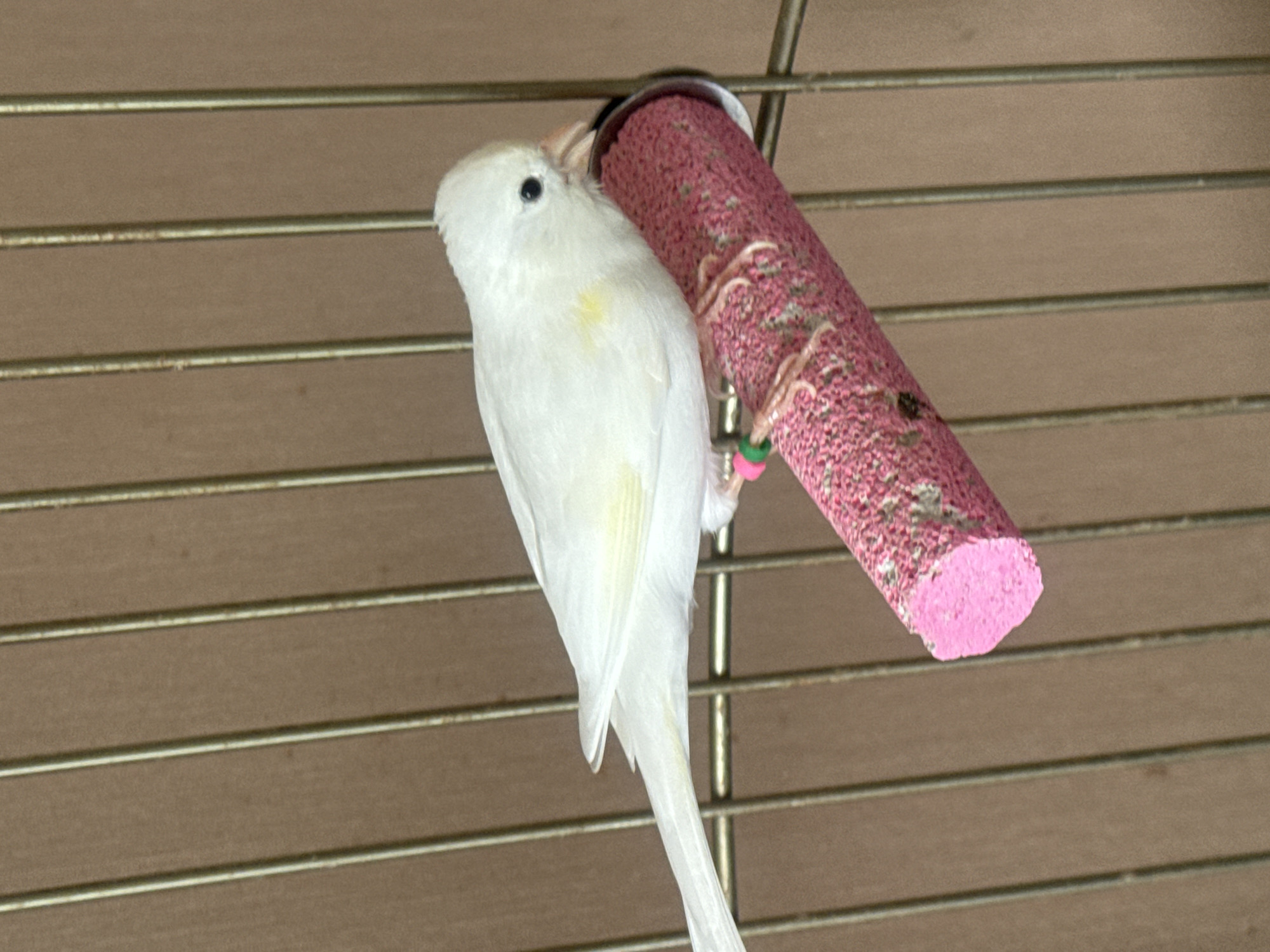 A white canary with pale yellow markings on its wings and back is perched on a pink textured perch inside a cage. The perch is cylindrical and appears to be made of a material that provides grip for the bird's feet. The canary's eyes are dark, and its beak is light colored. The cage bars are visible in the background, and the backdrop is a textured brown surface. The image is taken from a side angle, focusing on the bird and its immediate surroundings. There is no indication of the city of Sochi, Russia, or any other specific location in this image.