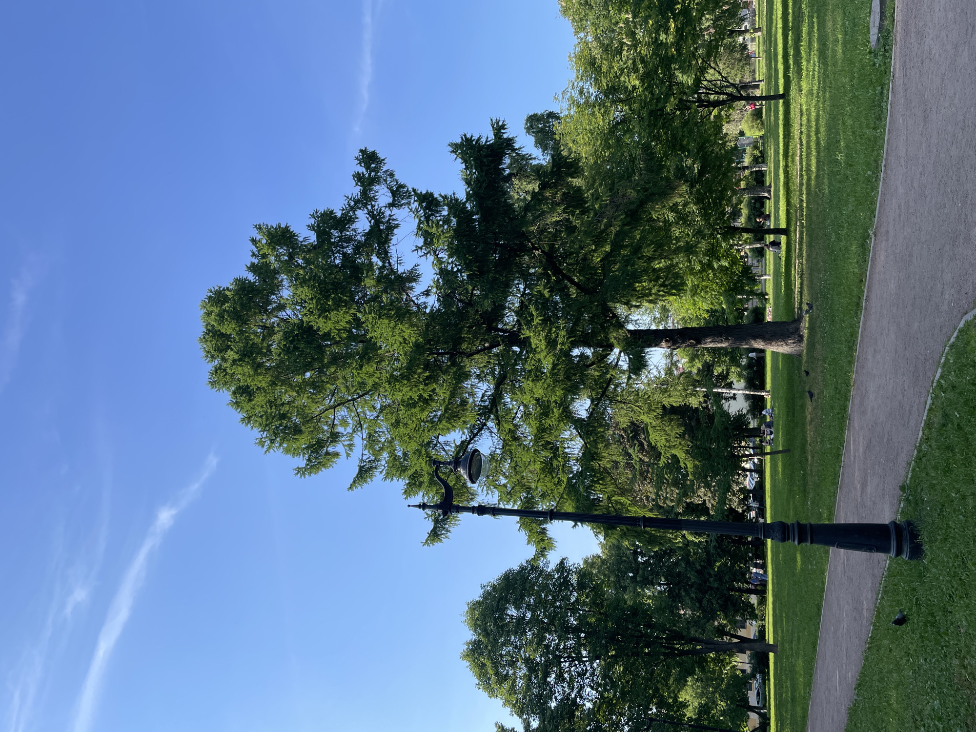 The image depicts a park scene in Saint Petersburg, Russia, under a clear blue sky with a wispy cloud. In the foreground, a gravel pathway curves through a well-maintained green lawn. A black lamppost stands prominently along the pathway. Several pigeons are visible on the grass. In the middle ground, a variety of trees, including a large coniferous tree, create a leafy canopy. Some people are scattered throughout the park, with a few sitting on the grass in small groups. In the background, more trees and some buildings can be seen. The overall atmosphere is peaceful and serene.