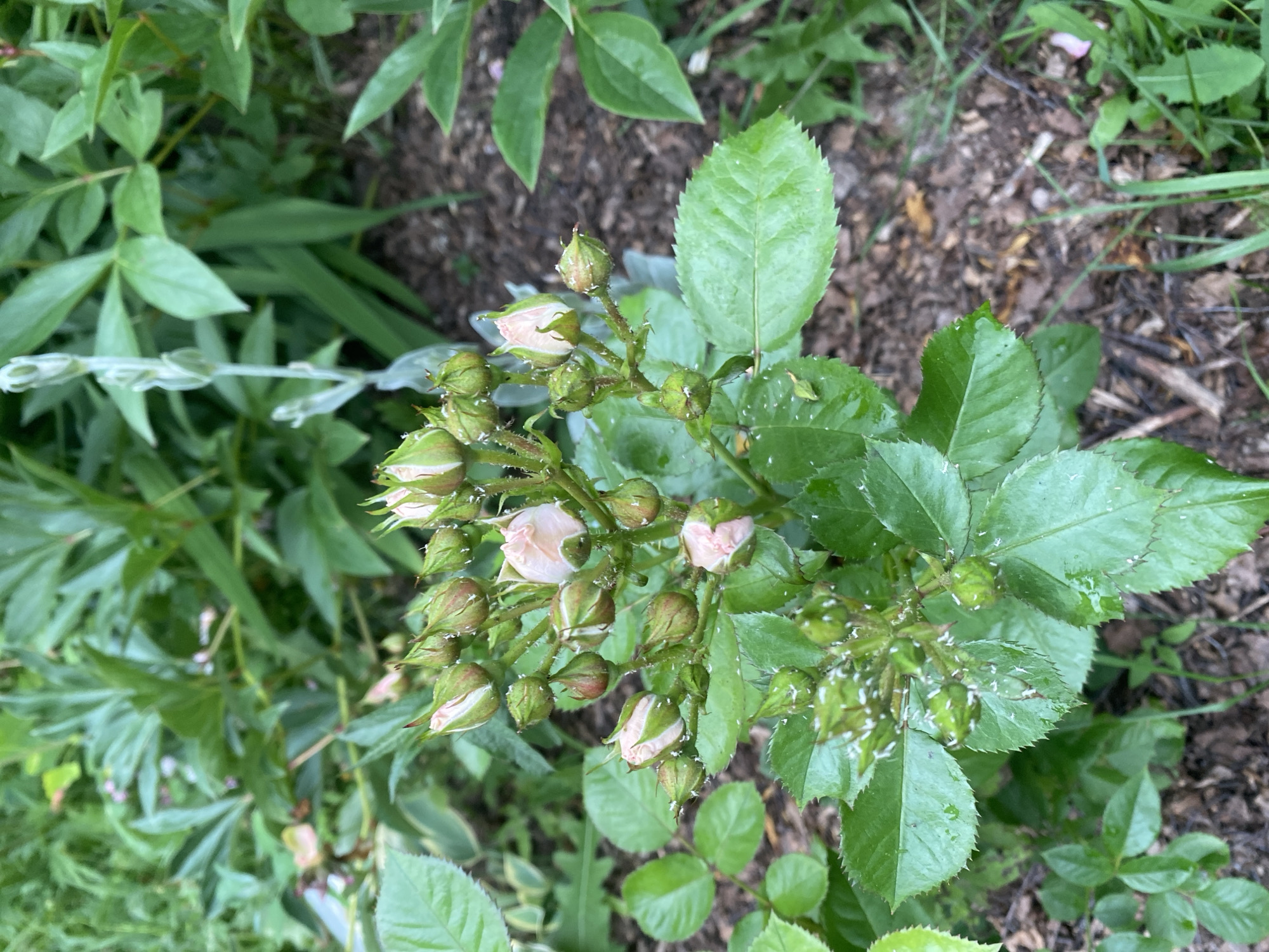 A close-up, eye-level shot captures a cluster of pink rose buds, some beginning to open, on a plant. The buds are tinged with green and have water droplets on them. Tiny white specks, possibly aphids or debris, are visible on the buds and leaves. The rose plant is surrounded by lush green foliage and dark soil. In the background, the leaves of other plants are visible, some appearing to be peonies. The scene is outdoors, likely in a garden setting, with no people present. The location is Lindo-Pustyn' (Kantaurovskii S/S), Russia.