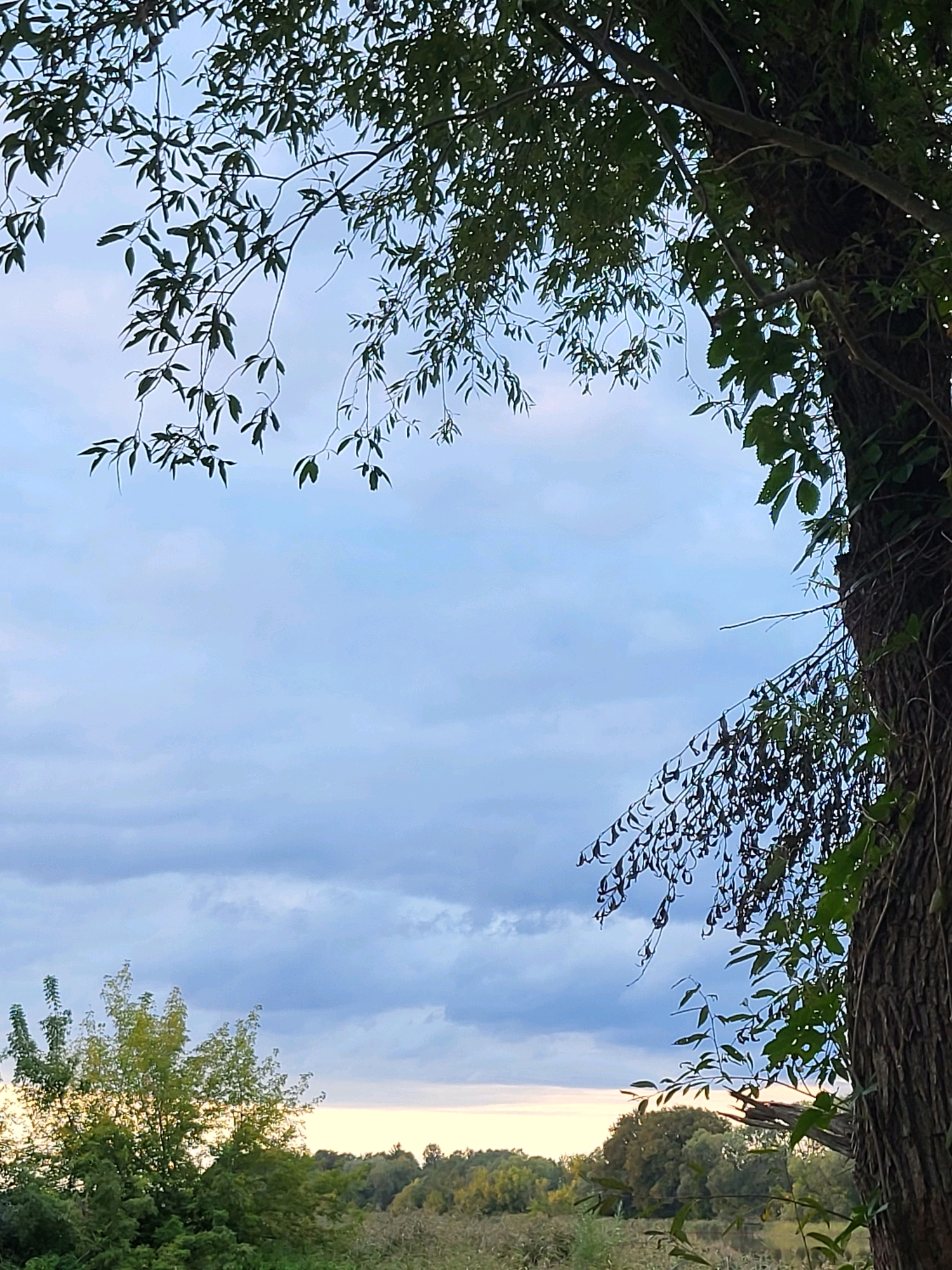 This is a medium shot, landscape-oriented photograph taken outdoors in Kalnciems, Latvia. The image is dominated by a large tree trunk on the right side, with branches and leaves framing the sky. The sky is a pale blue with scattered grey clouds, suggesting it is either early morning or late afternoon. The sun appears to be low on the horizon, casting a soft, warm light in the distance. In the lower portion of the frame, there is a dense foliage of trees and shrubs, indicating a natural or park-like setting. No people or animals are visible in the image. The overall atmosphere is serene and natural.
