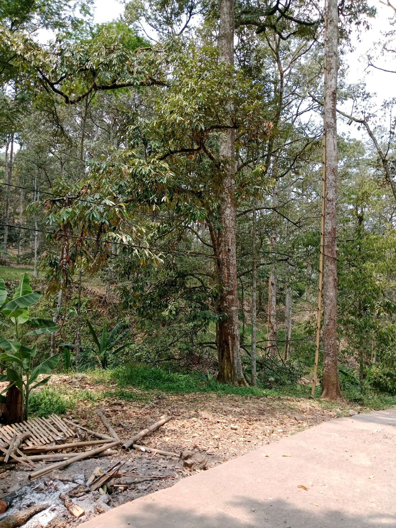 The image depicts a roadside scene in the city of Leuwikoja, Indonesia, characterized by lush tropical vegetation and a dirt road. Dominating the frame are several tall trees with dense foliage, indicative of a tropical environment. A dirt path, possibly a rural road or a clearing, occupies the lower right portion of the image. Scattered on the ground are dried leaves, twigs, and some discarded bamboo structures, suggesting human activity or recent use of the area. To the left, a banana plant with large leaves adds to the tropical ambiance. The background shows a densely wooded hillside, further emphasizing the natural setting. The overall impression is one of a quiet, natural landscape on the outskirts of an Indonesian city.
