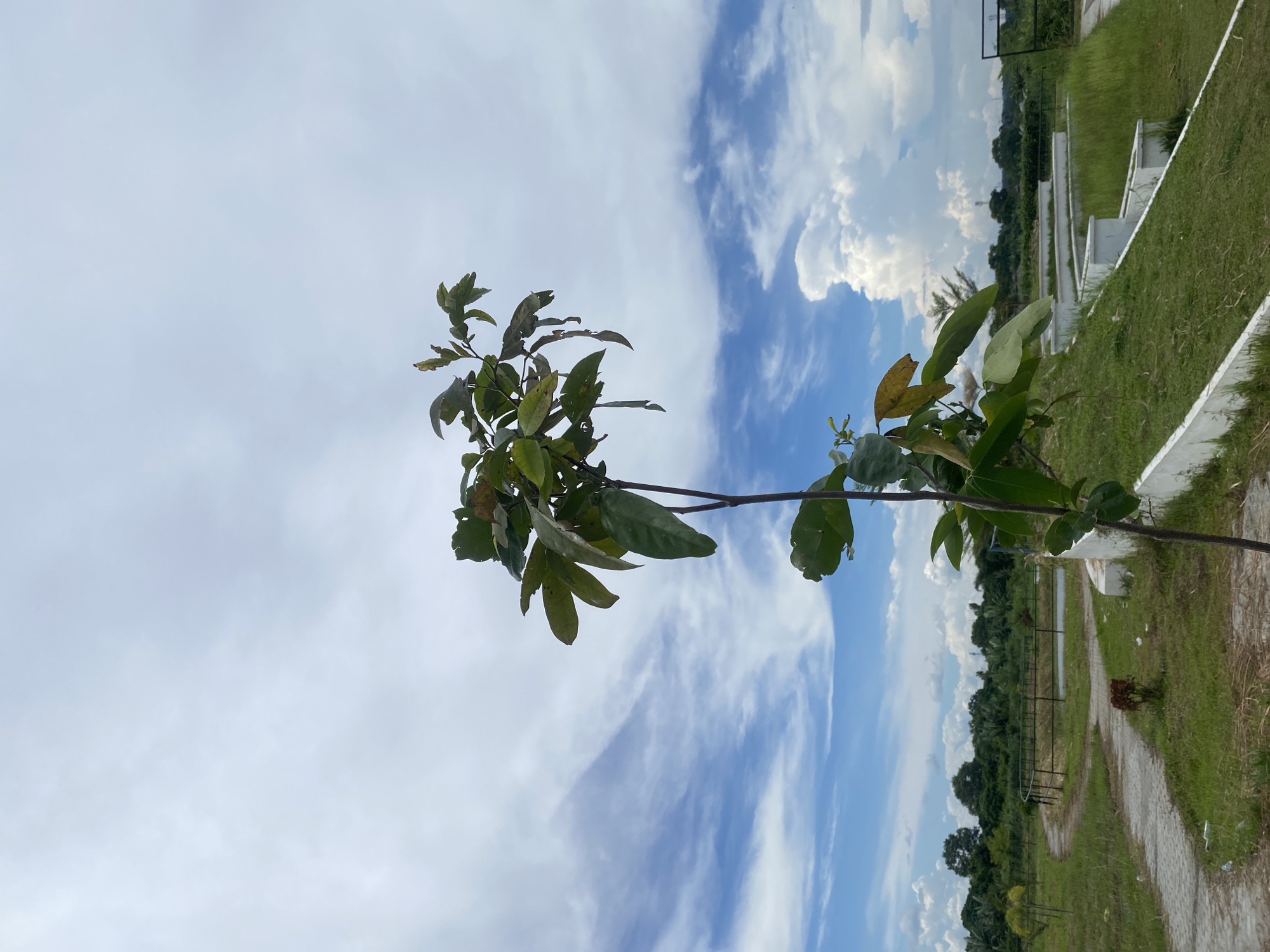 A young tree with green and brown leaves stands tall against a bright blue sky filled with wispy white clouds. The tree is situated in an outdoor park-like setting, with a paved pathway curving through lush green grass and a line of trees in the background. Several white concrete structures with tiered grassy slopes are visible to the right of the pathway. The location is identified as being in Davao City, Philippines. No people are present in the image.