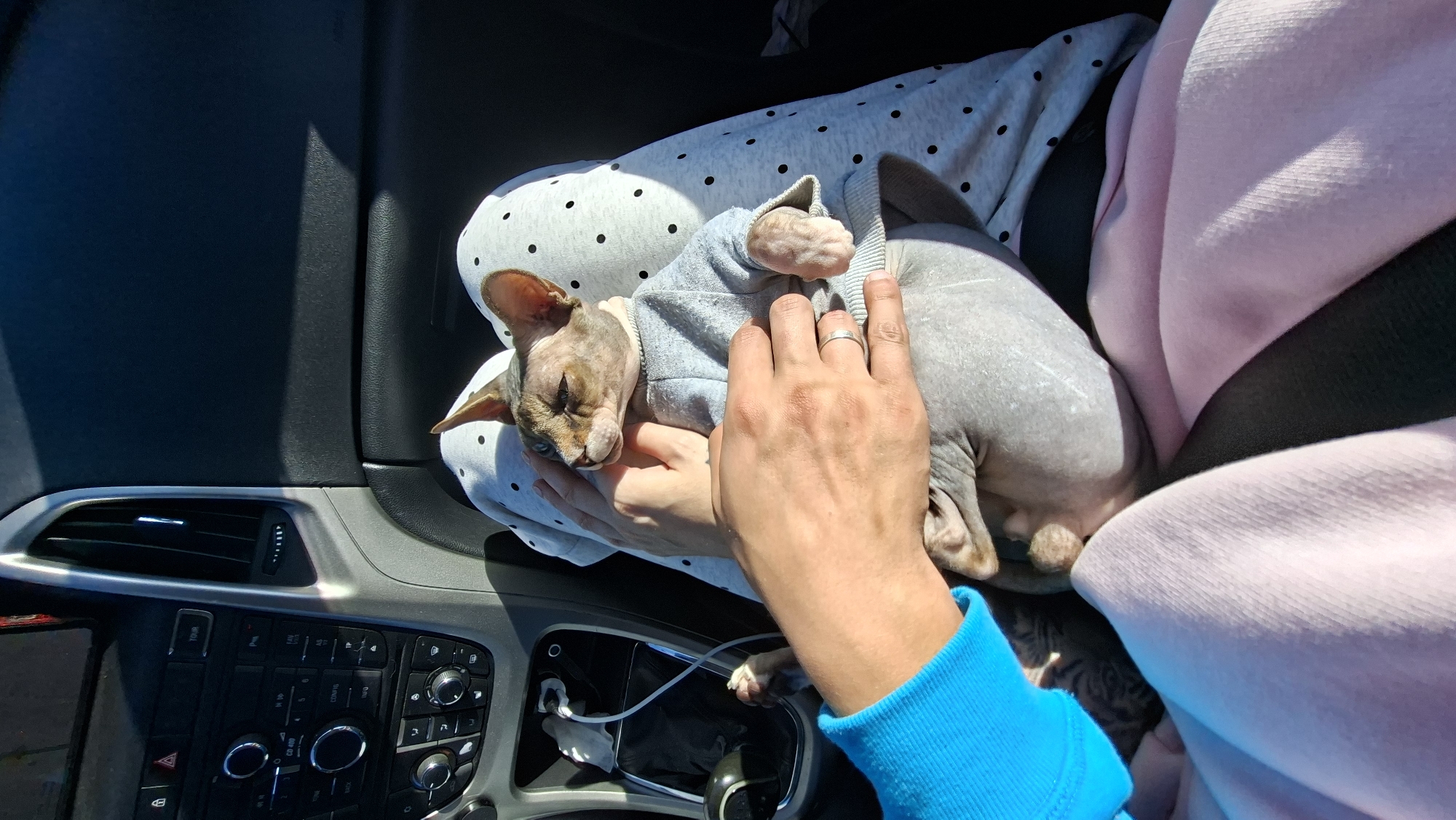 A Sphynx cat, wearing a grey sweater, is being held by a person in a car. The cat is positioned on the person's lap, and its head is resting against the person's hand. The person's other arm, wearing a blue sleeve, is also visible. The interior of the car is visible, including the dashboard with various controls and air vents. The background suggests a sunny day, with sunlight casting shadows inside the car. The location is identified as Верхнякрывінскі сельскі Савет, Belarus.