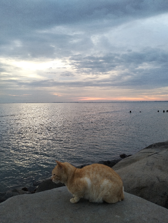 An orange cat sits on a grey rock near a body of water, possibly the sea, under a cloudy sky. The water reflects the light from the sky. Some posts or structures are visible in the distance on the water. The cat is facing left, seemingly observing the scene. The overall tone is serene and calm.