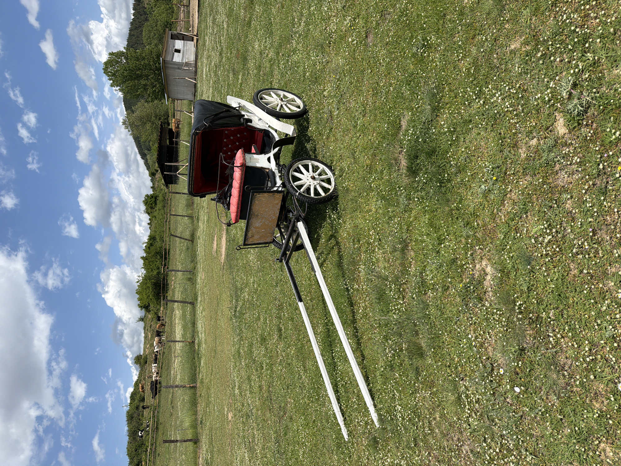 The image depicts a horse-drawn carriage situated on a grassy field, likely in a rural or semi-rural setting. The carriage is predominantly white with black accents and red interior. Two long white shafts extend from the front of the carriage. The ground is covered in green grass interspersed with small white flowers. In the background, there is a fenced area with what appears to be a shed or small structure. There are also several animals, potentially cattle, visible in the background near the fence line. The sky is blue with scattered clouds. The location is identified as Dabnitsa, Bulgaria.