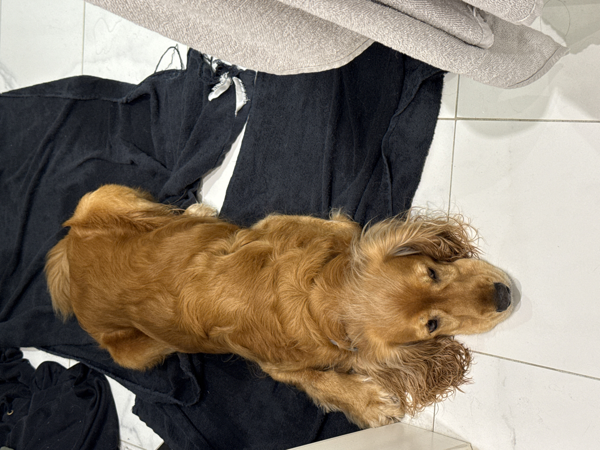 A golden-colored dog lies on a black towel on a white tiled floor. The dog is facing forward with its head down and its ears are long and floppy. To the right of the dog, a light gray towel is draped over something out of frame. The background appears to be a bathroom or laundry room, suggested by the tiling and towels. There are no other people or objects of note in the immediate vicinity of the dog.