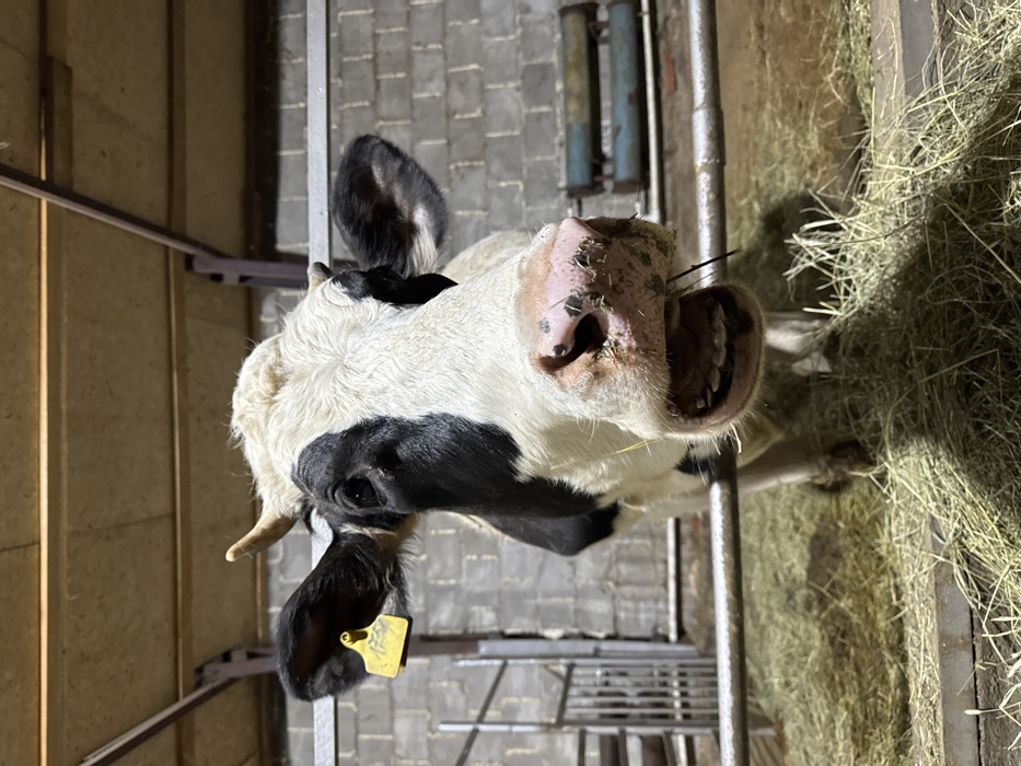 The image captures a black and white Holstein-Friesian type dairy cow indoors within a barn or stable located in Crokhovo, Russia. The cow is positioned centrally, facing the camera with its mouth wide open, revealing its lower teeth. Its pink muzzle exhibits dark spots and is soiled with hay and debris. A yellow identification tag is visible in its left ear, and small horns are present. The cow appears to be chewing or vocalizing. In the foreground, multiple horizontal silver metal bars separate the animal from the viewer. The background consists of a grey cinder block wall, a wooden ceiling structure, and dark metal support beams. The floor is covered with dry hay. A blue metal trough or feeder is partially visible on the far right against the back wall. The lighting suggests an artificial indoor environment. No human individuals are present.