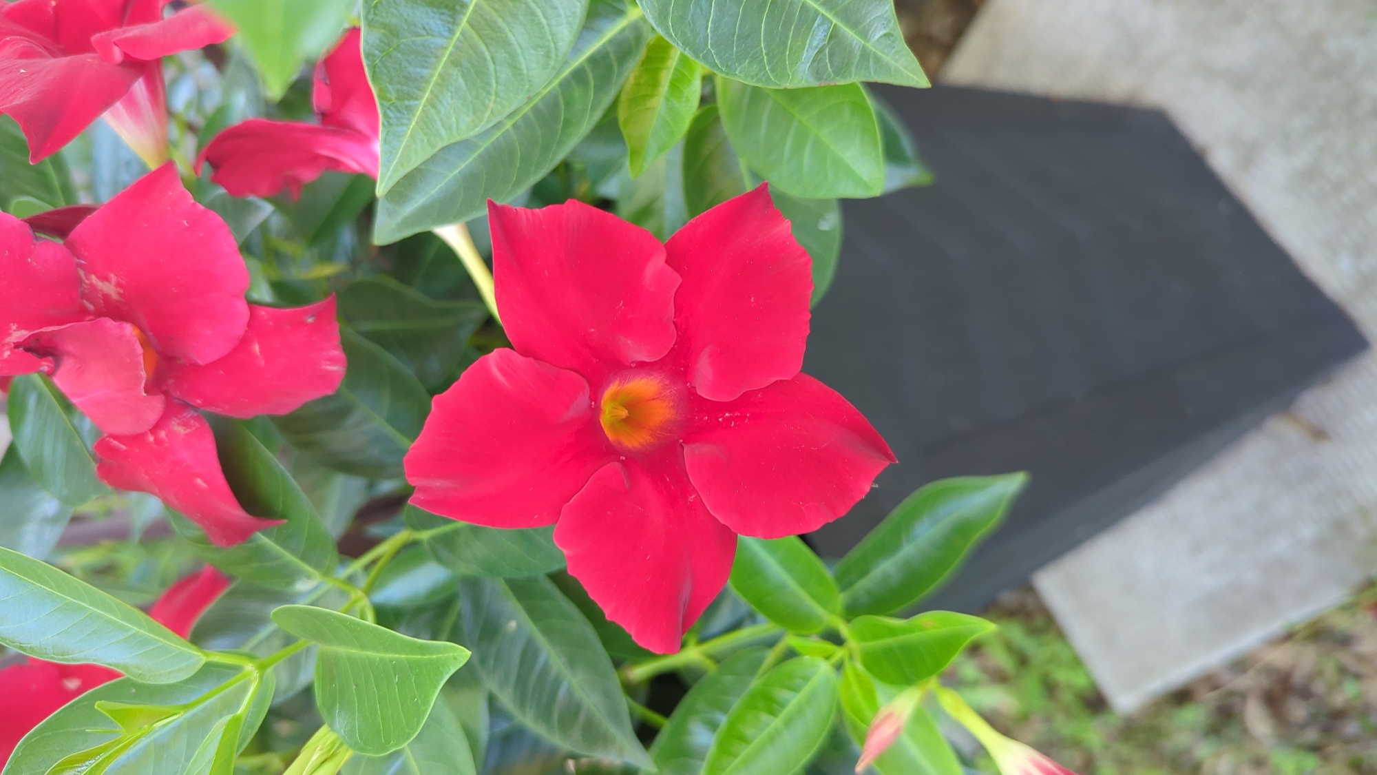 A close-up, high-angle outdoor shot features a vibrant red Mandevilla flower in full bloom. The flower has five delicate petals and a bright orange-yellow center. It is surrounded by lush green foliage, some of which appear to be unfurling buds. The plant is situated in a dark grey, rectangular planter, which is partially visible in the lower right portion of the image. The planter rests on a light grey, textured surface, possibly concrete. In the background, out-of-focus greenery and a hint of dry earth can be seen. The lighting suggests it is daytime. There are no people or animals visible. The scene is likely a garden or patio setting in Montreal, Canada, given the context.