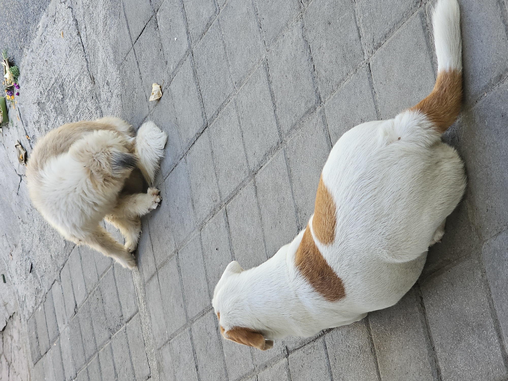 The image shows two dogs on a paved sidewalk in Denpasar, Indonesia. In the foreground, a white and tan dog is lying down, facing away from the camera. In the background, a fluffy cream-colored dog is sitting and appears to be grooming itself. The sidewalk is made of gray interlocking pavers. A small offering of flowers and green leaves is visible in the upper right corner of the image.