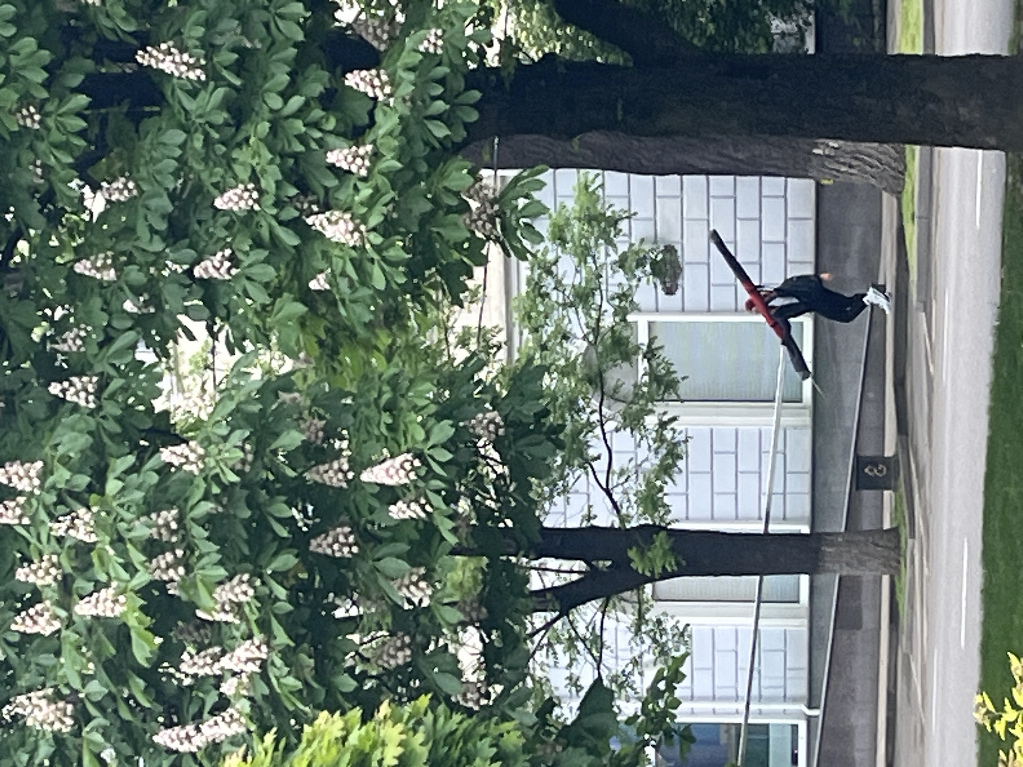 The image shows a man pole vaulting near a building with a grid-like window pattern. A tree with white blossoms is prominent in the foreground. A sign next to the street displays the number "3." Based on available information, it is not possible to conclusively determine the location as the city of Krasnodar, Russia.