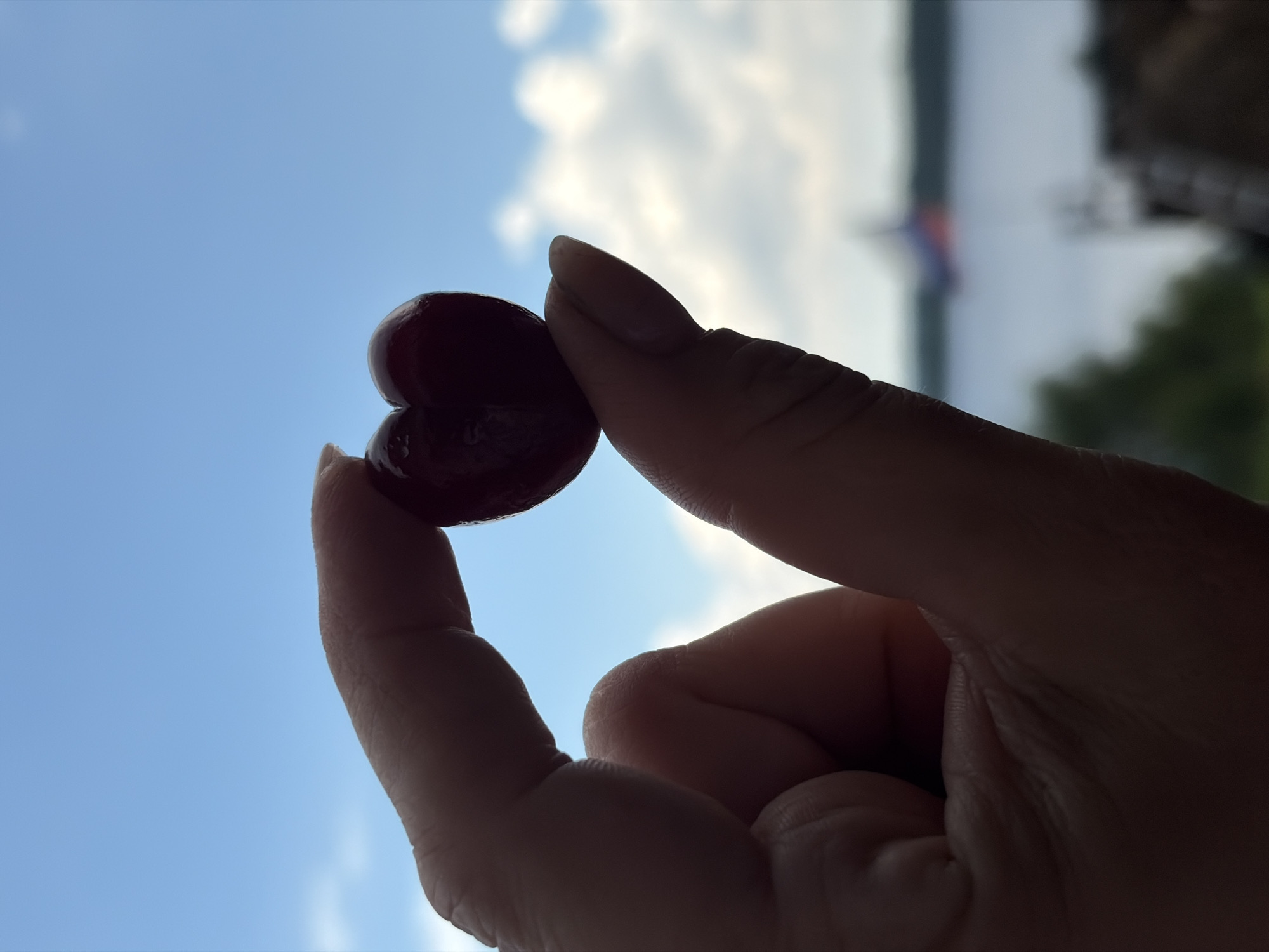 A close-up, silhouette shot features a hand holding a single, heart-shaped cherry against a bright blue sky with scattered white clouds. The hand is positioned in the foreground, obscuring a body of water and a distant boat with a Russian flag. The background is blurred, suggesting a shallow depth of field. The cherry is a deep red color and is clearly defined against the sky. The image appears to have been taken outdoors, possibly on a sunny day. The location in Olkhovka, Russia, is not explicitly depicted in the visual elements of the image itself.