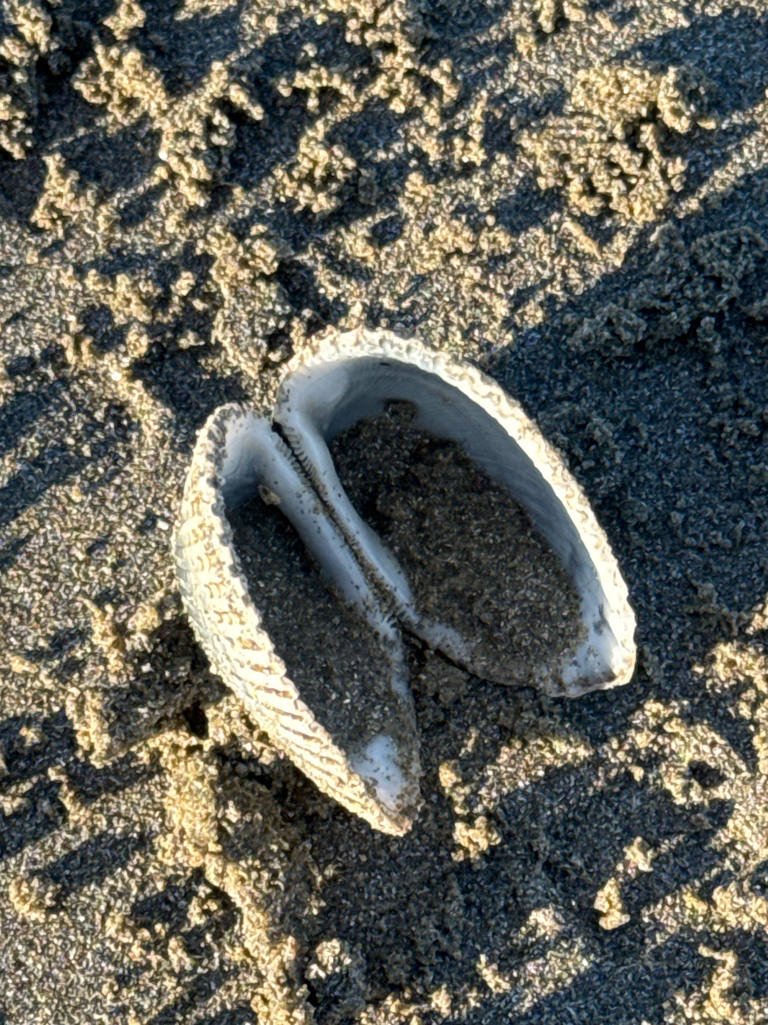 A partially opened, light-colored seashell, filled with dark sand, rests on a sandy beach. The sand has a coarse texture and is partially illuminated by sunlight, creating shadows. The scene is likely located on a beach in Anapa, Russia, a city known for its Black Sea coastline.