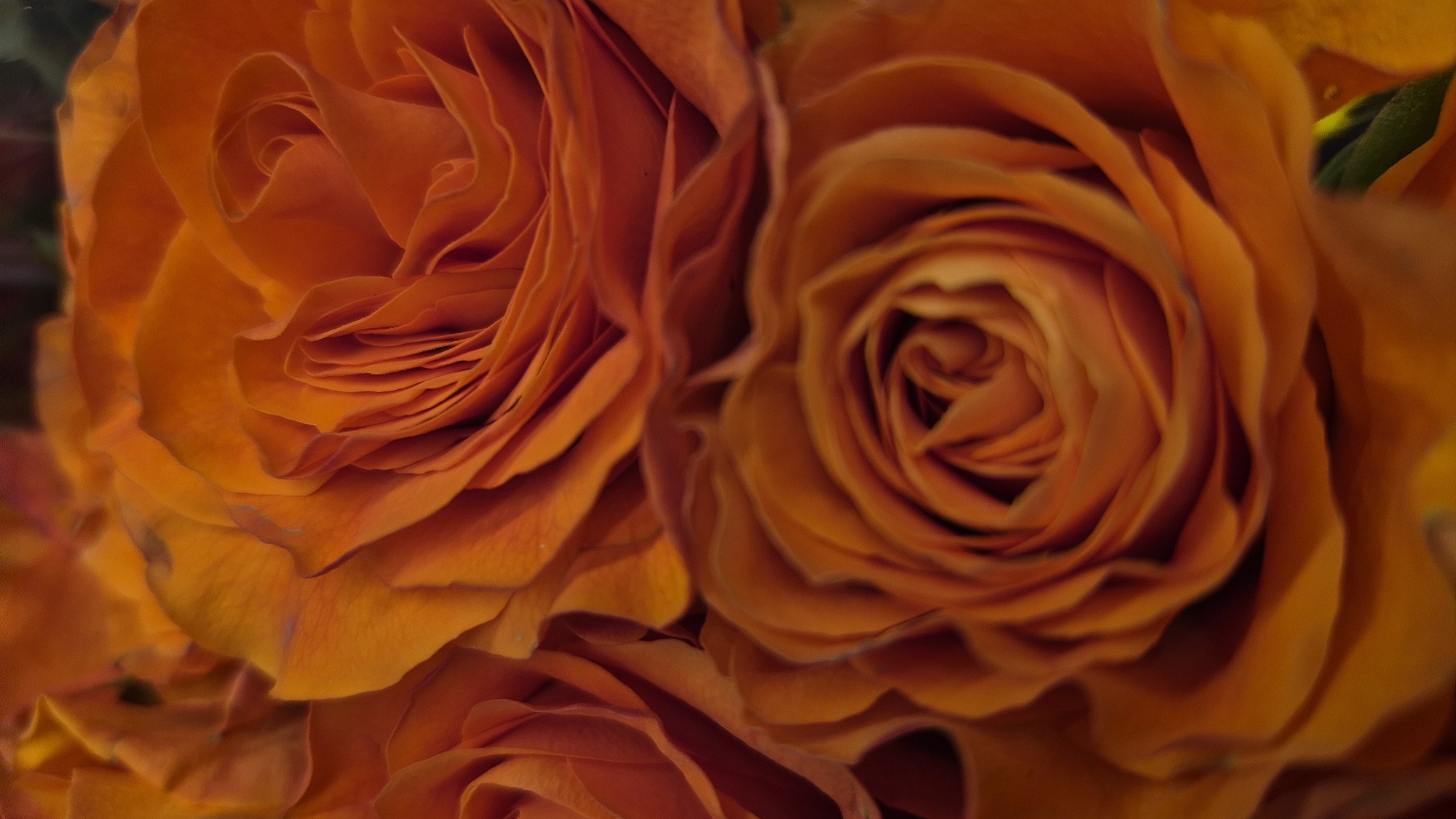 The image displays a close-up, overhead view of several orange roses. The roses are fully bloomed and their petals are tightly layered, creating a swirling pattern. The lighting is soft, highlighting the rich texture and color of the petals. There is no indication of any specific location in Daugavpils, Latvia, nor are there any people or actions depicted. The scene is static and focuses solely on the floral subject matter.