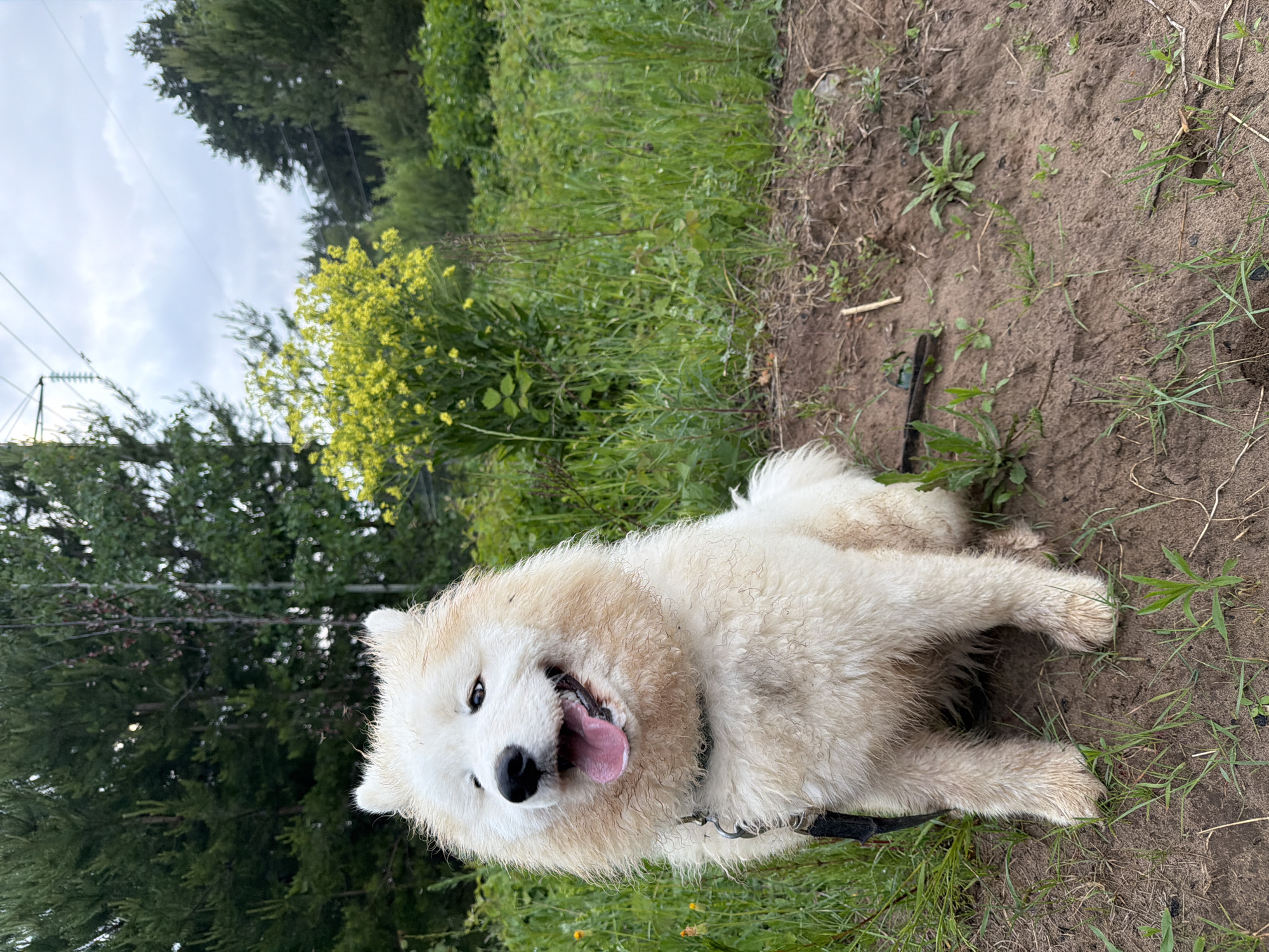 A fluffy white dog, possibly a Samoyed, is the central subject of this outdoor portrait, captured in Chaikovsky, Russia. The dog is positioned in the foreground, lying down on a patch of dirt and sparse grass, looking directly at the camera with its mouth open and tongue out, conveying a joyful or panting expression. Its fur, particularly around its neck and paws, appears somewhat matted or dirty, suggesting it has been playing in the environment. A black collar is visible around its neck.
The setting is a rural or semi-rural landscape under a cloudy sky, visible in the upper background. To the left of the dog, there's a vibrant display of green foliage and trees, interspersed with bright yellow flowering plants. Further back, power lines and what seems to be a utility structure are visible against the overcast sky. The ground beneath the dog is a mix of brown earth and scattered green grass and weeds. No people or visible text are present in the image. The time of day appears to be daytime, likely with diffused light from the cloudy conditions. The overall mood is cheerful, dominated by the happy expression of the dog.