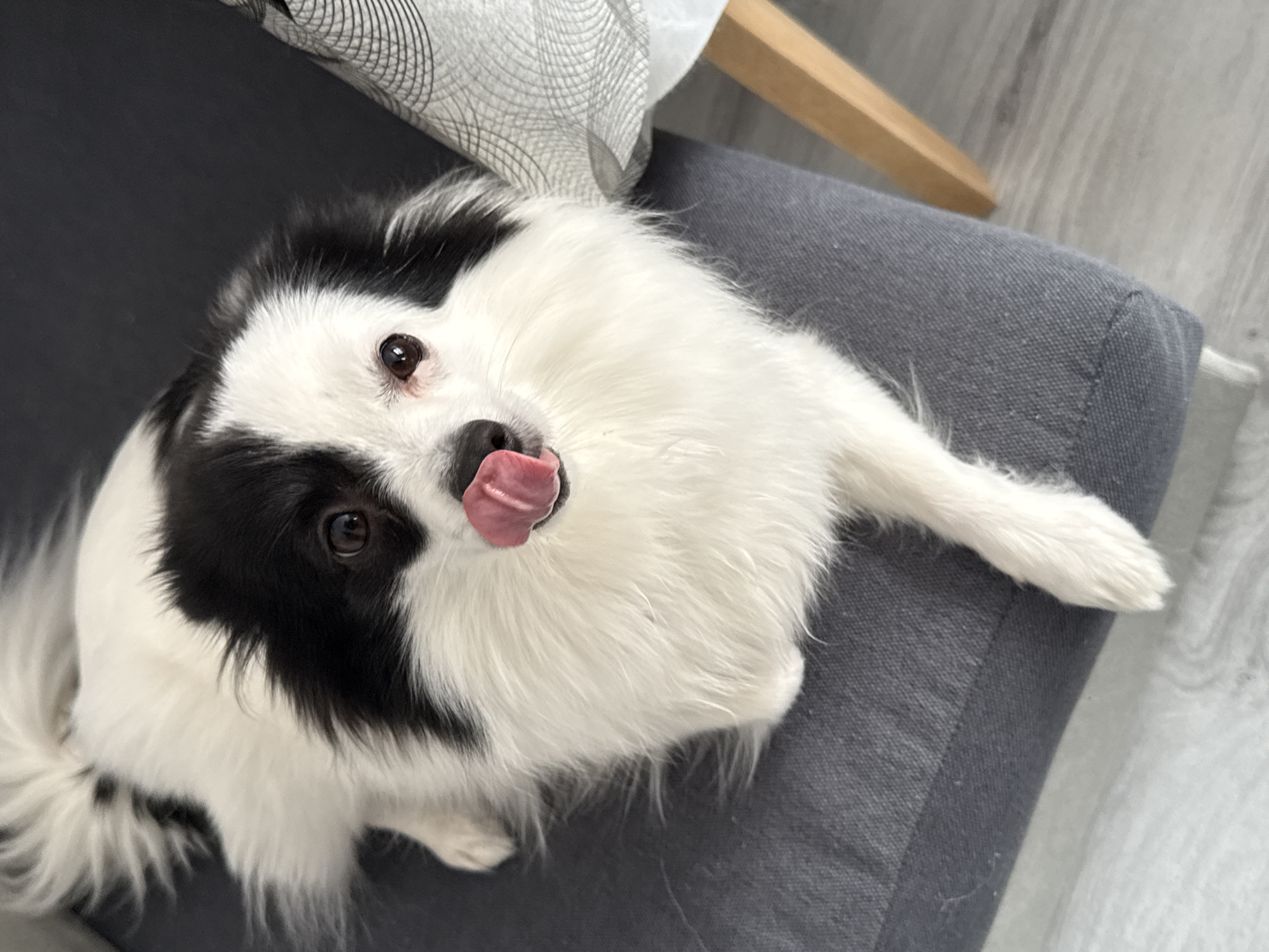 A small black and white dog is sitting on a gray upholstered chair or ottoman. The dog has long fur, with black markings around its eyes and the top of its head. It is sticking its tongue out. Part of a wooden chair leg and a white patterned fabric are visible in the upper left of the frame. The floor is gray wood-look. The location is unknown and could not be determined from the image. The specified location in Stara Zagora, Bulgaria, could not be confirmed or denied.