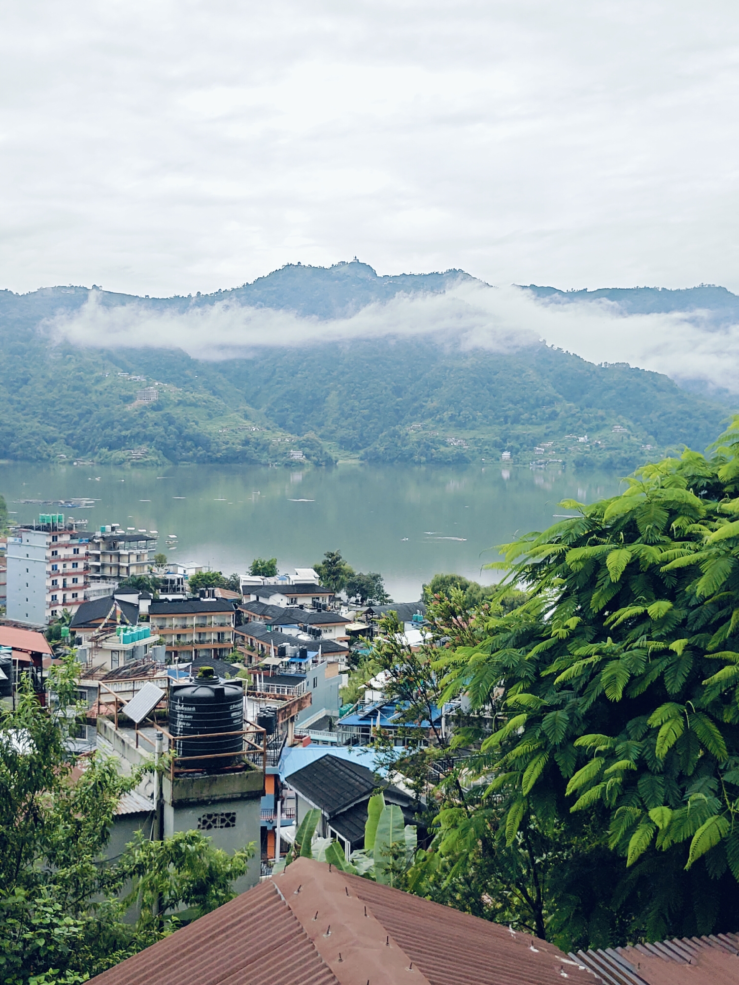 This is a medium shot, eye-level, vertical-format, full-color image of the lakeside city of Pokhara, Nepal. In the foreground, a weathered, reddish-brown corrugated metal roof fills the bottom of the frame. To the right, a dense, vibrant green tree with feathery leaves drapes over the roof, obscuring some of the buildings. Behind the tree and roof, a cluster of multi-story buildings forms the urban landscape. These buildings are a mix of architectural styles and colors, with white, beige, and muted orange facades. Some have balconies and flat roofs. Several water tanks, including a large black one on a raised platform with a solar panel nearby, are visible atop some of the buildings.
The middle ground of the image is dominated by the expansive, placid surface of Phewa Lake. The water is a muted green color, reflecting the overcast sky and the surrounding hills. Small, scattered white objects, possibly boats or buoys, dot the lake. In the distance, a range of lush green mountains rises, their slopes dotted with small settlements and terraces. The peaks are partially shrouded in a soft, white mist, creating a serene, almost ethereal backdrop. The sky is overcast with a pale gray hue, contributing to the muted color palette of the scene. The overall impression is one of a tranquil, humid, and verdant environment.