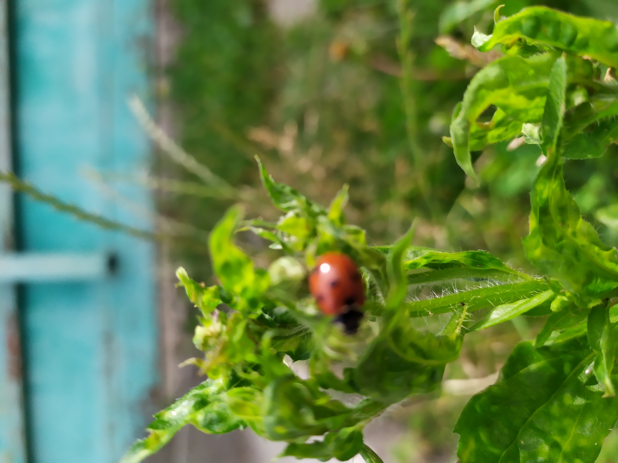 A close-up, shallow depth-of-field photograph captures a ladybug on a green, leafy plant. The ladybug, a small, reddish-orange insect with black spots, is positioned on the upper part of a leaf. The plant's leaves are crinkled and somewhat discolored, suggesting a potential issue. The background is softly blurred, showing hints of a light blue structure, green foliage, and possibly a fence or wall. The overall impression is an outdoor scene, likely in a garden or natural setting within the city of Turka, Ukraine. No people are visible in the frame.