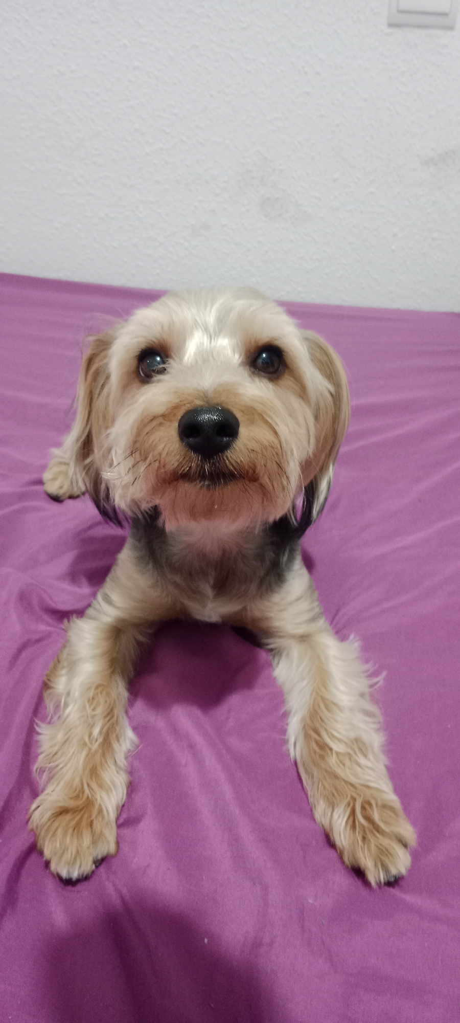 The image shows a Yorkshire Terrier dog lying on a purple bedspread in a room. The dog is facing the camera, with its head slightly tilted. Its fur is a mix of blonde and dark grey. The dog has dark eyes and a black nose. The background is a white textured wall. The scene appears to be indoors, likely in a residential setting in Galapagar, Spain. There are no people or other animals visible in the image.