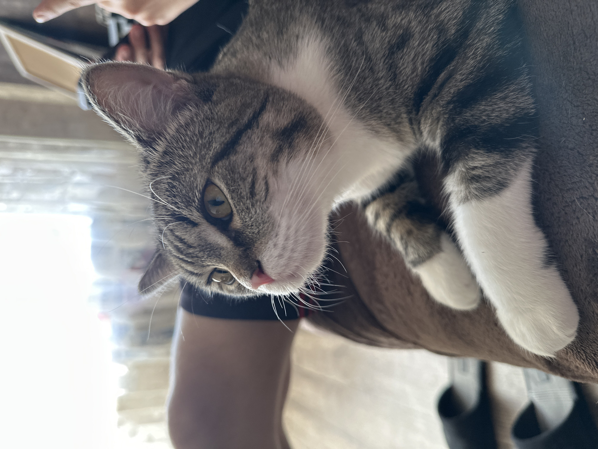 A tabby cat with white paws and chest is held in someone's arms. The cat's head is tilted to the left, revealing a pink nose and green eyes. The person holding the cat is wearing black and white clothing. A blurry background with what appears to be a window and furniture is visible. The location and city of Chaikovsky, Russia cannot be verified from this image.