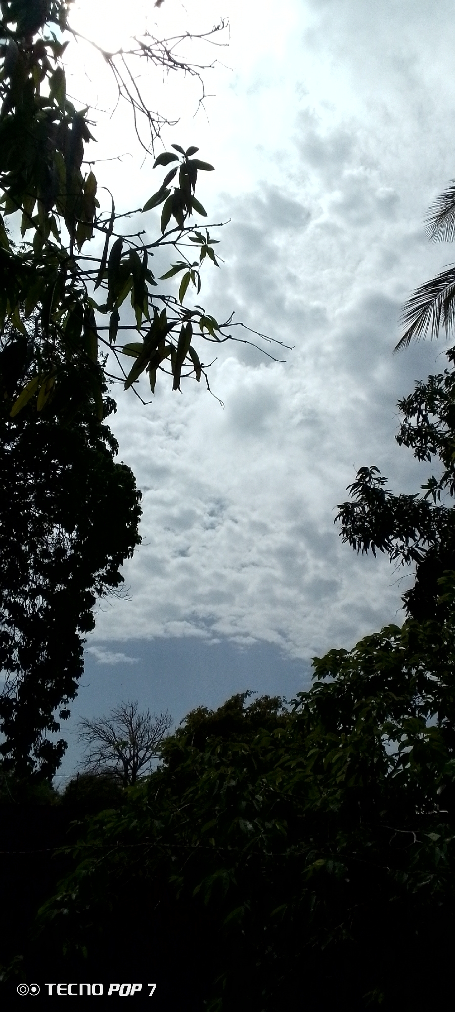 The image depicts a cloudy sky viewed through silhouetted trees. The foreground features dark green foliage and branches, with some bare branches visible as well. In the background, a partially visible dead tree stands amidst other dense foliage. The sky is filled with grey and white clouds, suggesting an overcast day. The bottom left corner of the image contains a watermark that reads "TECNO POP 7". The scene appears to be outdoors, with a natural environment characterized by vegetation and sky. There are no people or identifiable landmarks that would specifically place it in Altagracia, Venezuela, although the provided context suggests this location.