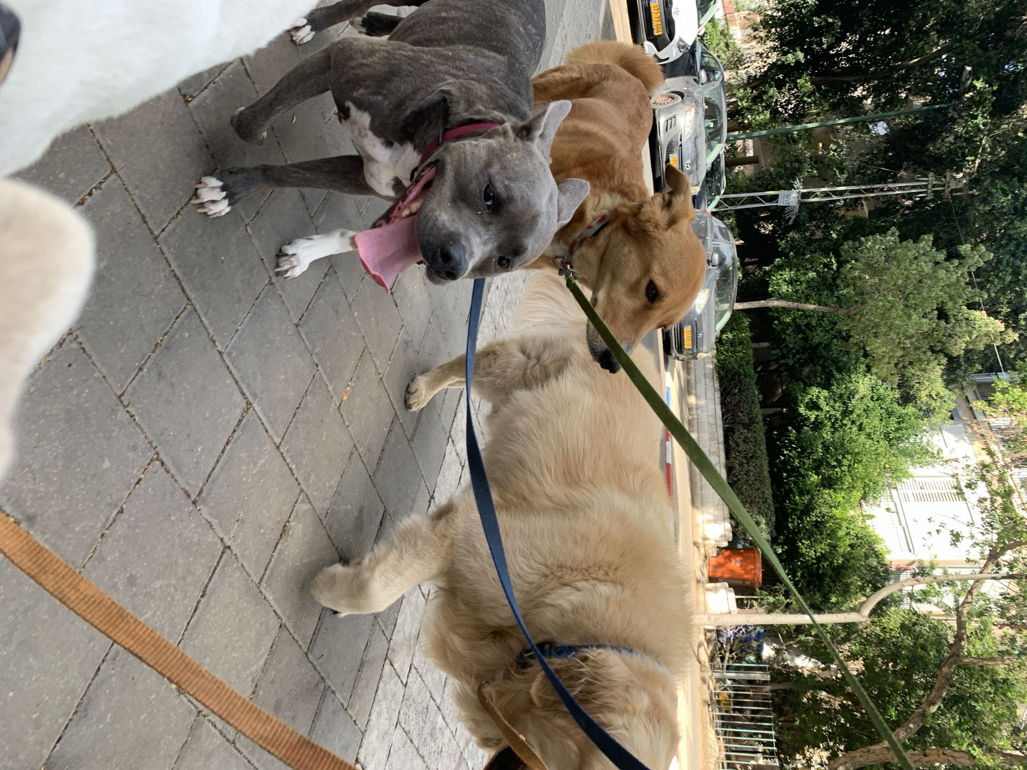 The image captures a street scene featuring four dogs on leashes in Tel Aviv, Israel. A brindle-colored dog with a pink tongue extended is in the foreground, partially obscuring a tan-colored dog. A golden retriever is in the foreground. A fourth, large, white dog is visible, partly out of frame. The dogs are standing on a sidewalk paved with gray bricks. In the background, cars are parked along the street, and lush green trees and other vegetation are visible. Street signs and utility poles are also discernible amidst the greenery. The license plates are Israeli.
