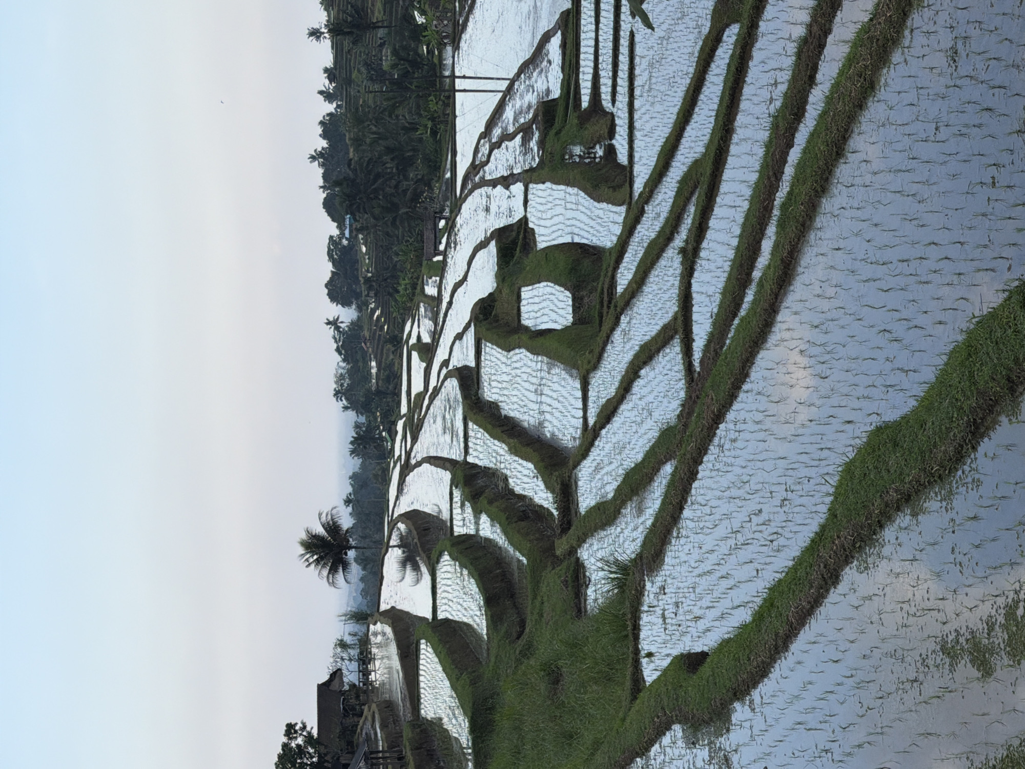 The image displays a serene panorama of the Jatiluwih Rice Terraces, a UNESCO World Heritage site located in the Penebel district of Bali, Indonesia. The terraced landscape, carved into the hillside, is flooded with water, reflecting the pale morning sky. Rows of young rice seedlings are visible in the shallow water, arranged in a meticulous pattern. Lush green grass borders the edges of each terrace, creating a striking contrast with the reflective water. In the background, a few scattered palm trees and dense foliage suggest the tropical environment. A small, traditional Balinese hut with a thatched roof is nestled among the trees on the left side of the frame. The overall scene evokes a sense of tranquility and the harmonious coexistence of agriculture and nature.