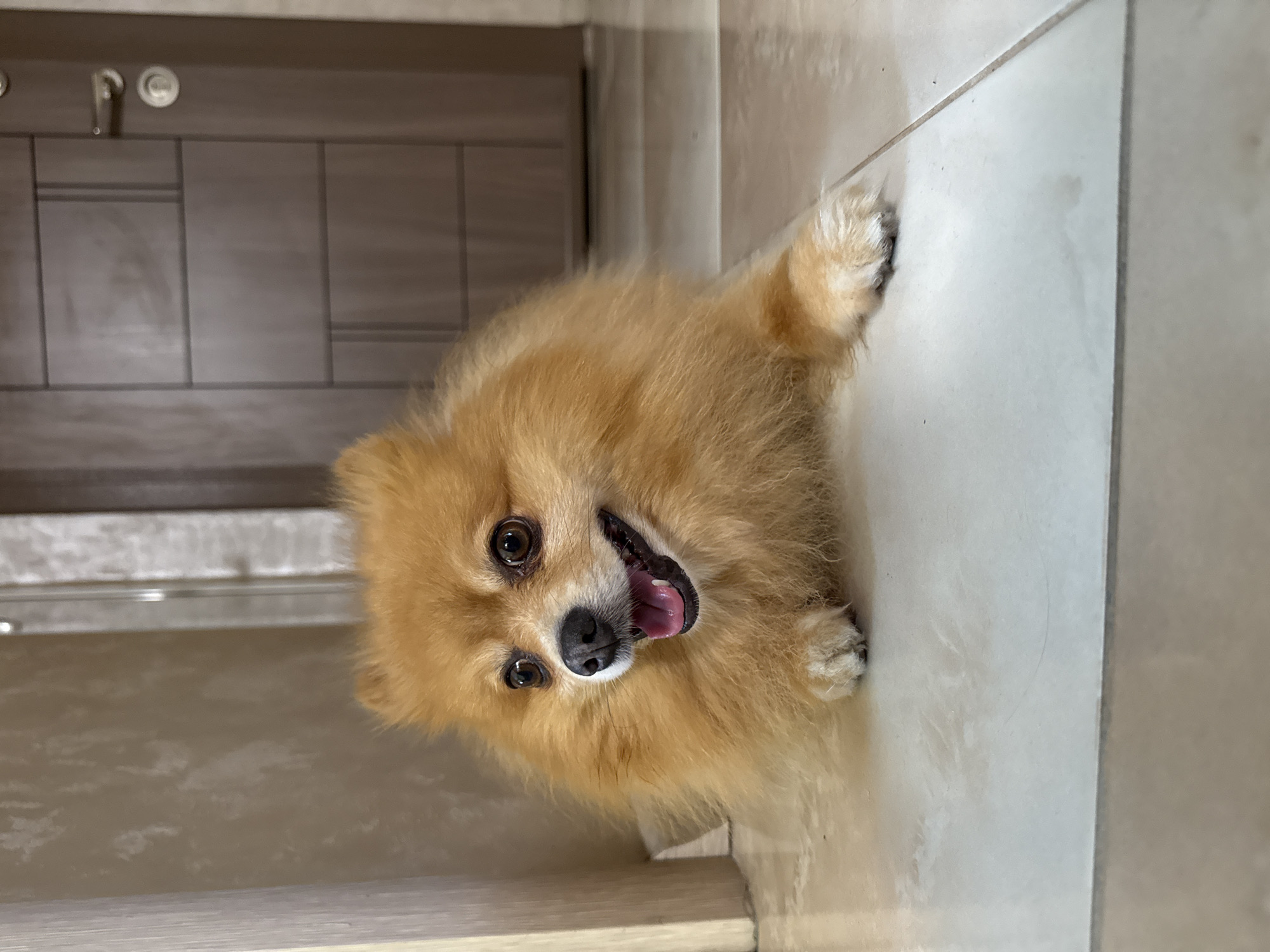 A tan Pomeranian dog is lying on a tiled floor in front of a closed wooden door. The dog is facing the viewer, with its mouth open and tongue visible. The door has a modern design with horizontal panels and a silver handle. To the left of the dog is a wall with a textured pattern and a sliver of a wooden frame. The floor tiles are light beige and appear slightly worn. The scene is indoors, likely within a residential building. There is no indication of the specific location in Plovdiv, Bulgaria.
