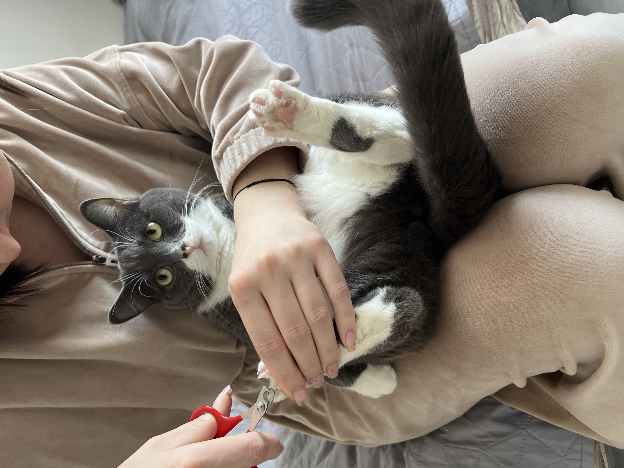 A woman is trimming the nails of a gray and white cat. The cat is lying on its back in the woman's lap, with its tail raised in the air. The woman is holding the cat's paw with one hand and clipping the nails with red handled clippers in the other. The woman is wearing a tan zip up jacket. The scene is indoors, with a gray bed or couch visible in the background. It is impossible to verify that the location of this image is in Tyumen, Russia from visual information alone.
