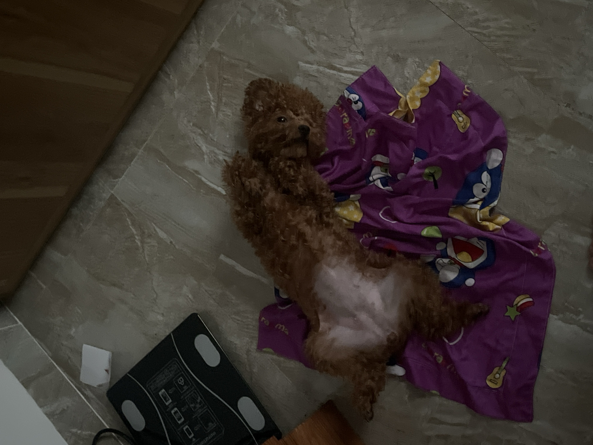 The image depicts a brown poodle lying on its back on a purple Doraemon-themed blanket, in what appears to be a room with tiled flooring, located in Bac Nha Trang Ward, Vietnam. The dog is positioned diagonally across the frame, with its head near the top and its body stretching towards the lower right. A bathroom scale sits near the bottom left corner of the image. Part of a wooden cabinet is visible on the left side. A small white scrap of paper rests on the floor near the scale.