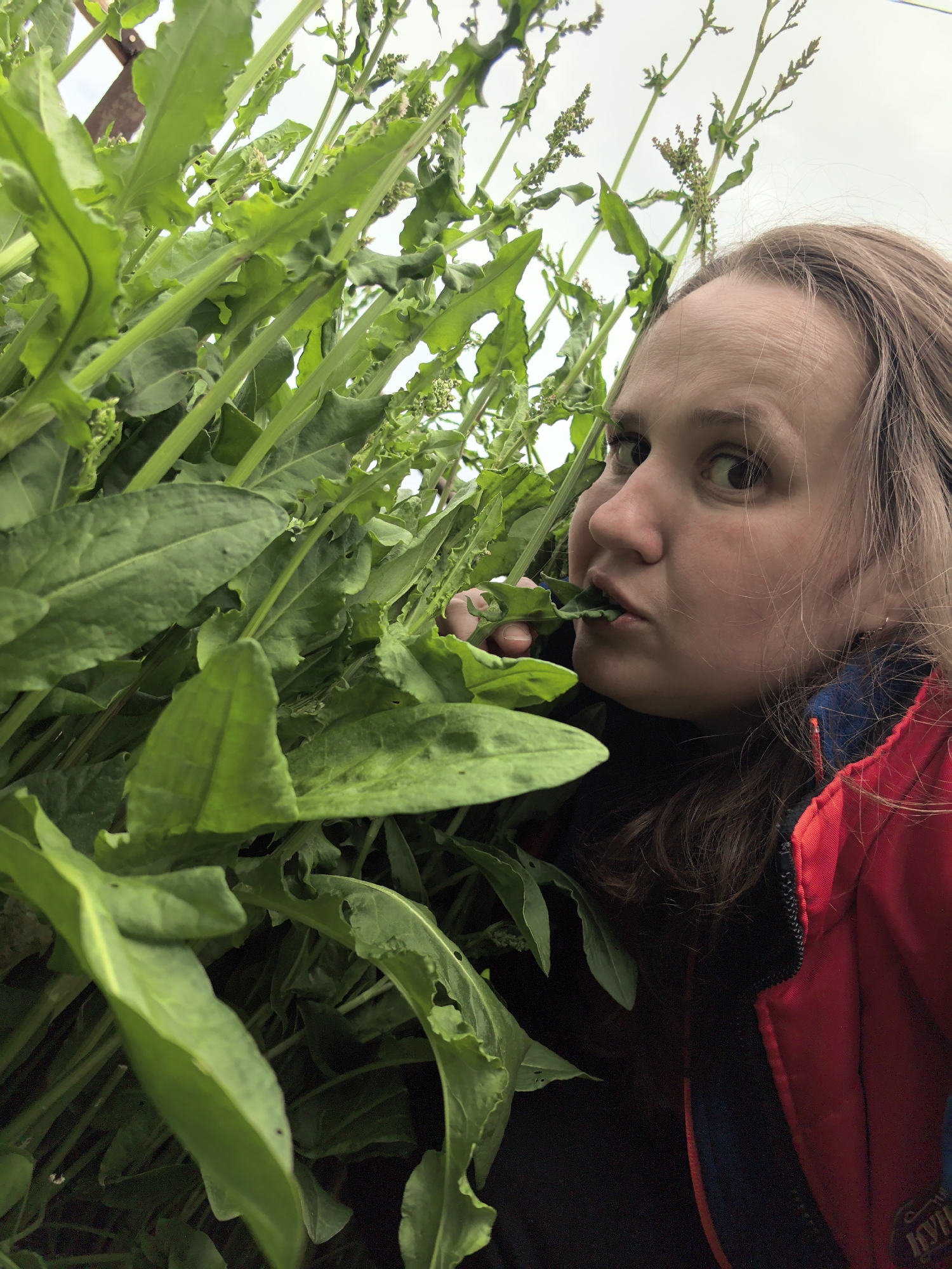 The image shows a fair-skinned woman with brown hair, wearing a red and blue jacket, eating a green leaf from a large patch of green plants. The plants are tall, with long, broad leaves and stalks topped with seed heads. The sky is overcast. The location is unknown.