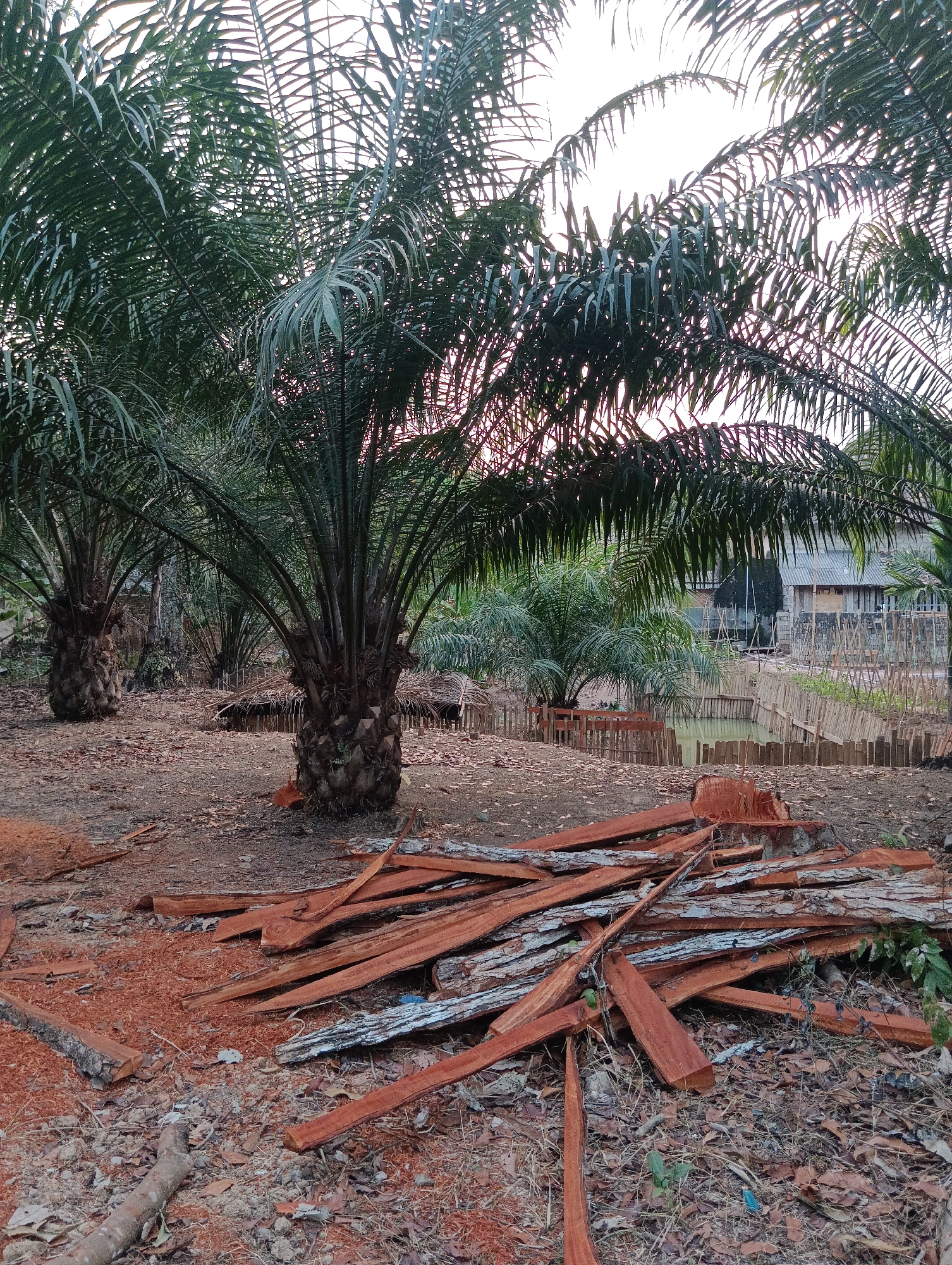 This image depicts an outdoor scene in Pematang Jaya, Indonesia, likely a rural or agricultural area. In the foreground, a pile of freshly cut reddish-brown wood, possibly palm tree trunks or branches, is scattered across the ground. Sawdust and wood chips are also visible, indicating recent logging activity. Several mature palm trees with distinctive textured trunks and fronds dominate the mid-ground and background. Their large leaves create a dense canopy, partially obscuring the sky.
Further in the background, a small pond or water feature is visible, surrounded by a fence constructed from bamboo poles. Beyond the pond, several buildings with simple architecture and corrugated roofs are present, suggesting a small settlement or farmstead. The overall environment appears to be a clearing within a palm plantation, with evidence of both cultivation and resource extraction. The lighting suggests it might be late afternoon or early morning, with the sun casting soft shadows. No people are present in the image.