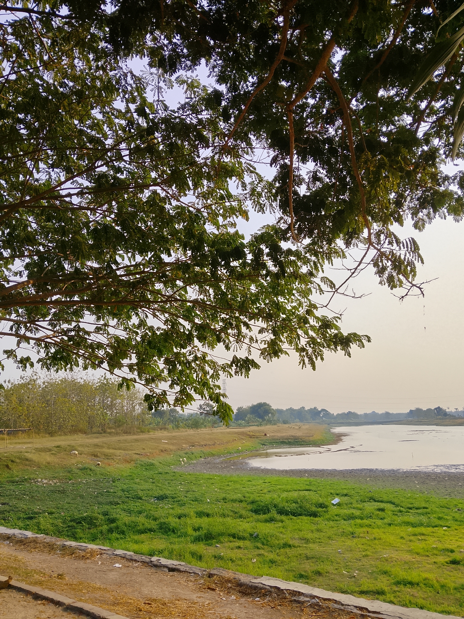 The image depicts a natural scene in Ngadrin, Indonesia, characterized by a body of water and lush vegetation. In the foreground, a dirt path lined with concrete borders leads the eye towards a grassy area dotted with some debris. The middle ground showcases a vibrant green lawn that slopes towards a body of water with a muddy, receding shoreline. The water itself appears calm, reflecting the pale, overcast sky. In the background, a dense line of trees creates a natural boundary, beyond which a hazy landscape stretches to the horizon. The scene is partially shaded by the branches of a large tree in the upper portion of the frame, its leaves forming a canopy. There are no people or animals readily visible in the image.