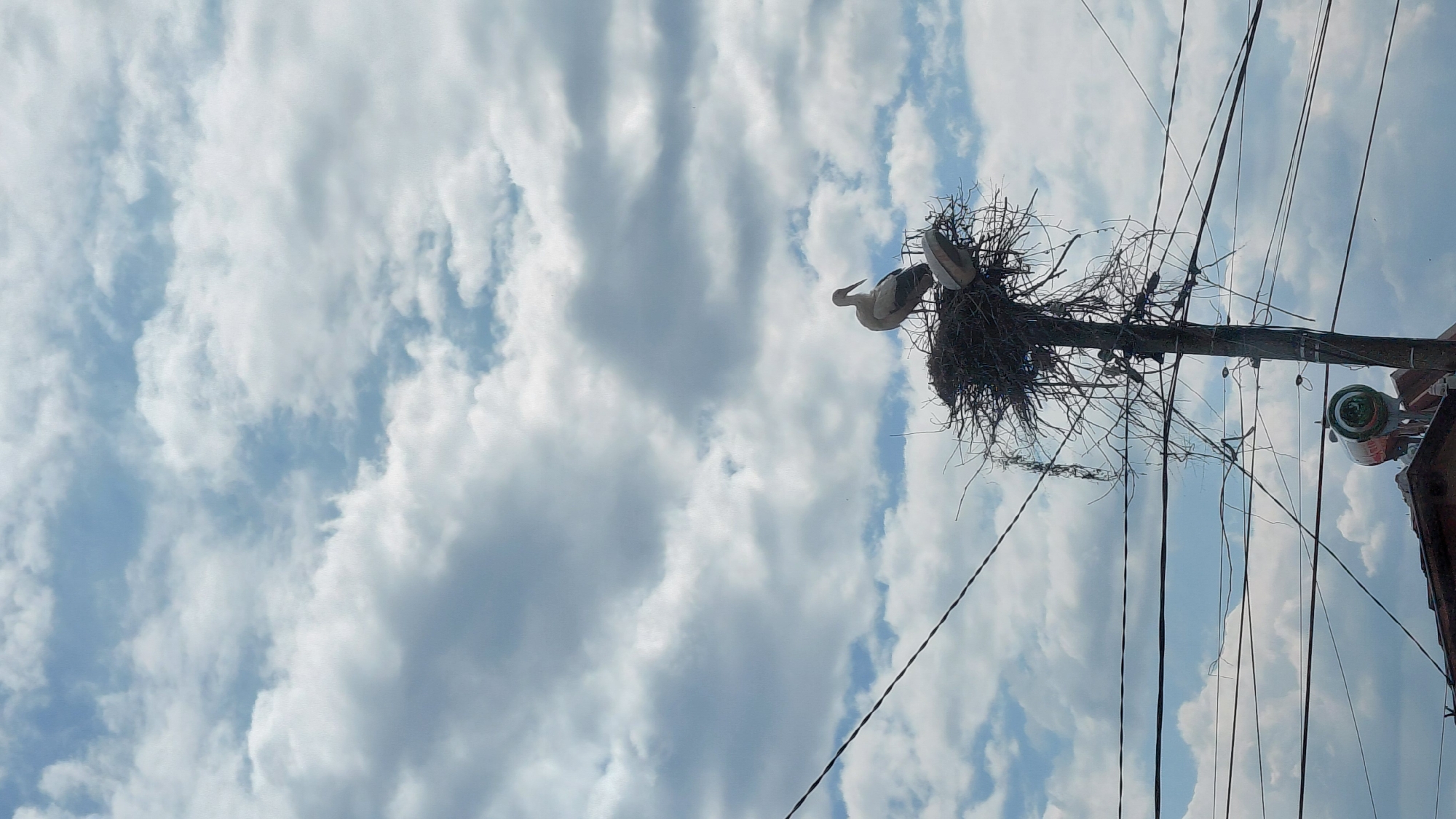 A low-angle shot depicts a wooden utility pole laden with wires, atop which a large nest of twigs and branches is built. Two storks are perched within the nest. The sky is filled with white, puffy clouds against a light blue background. A portion of a building with a reflective object is visible on the right. The location appears to be an urban or semi-urban setting in Unknown, Unknown.