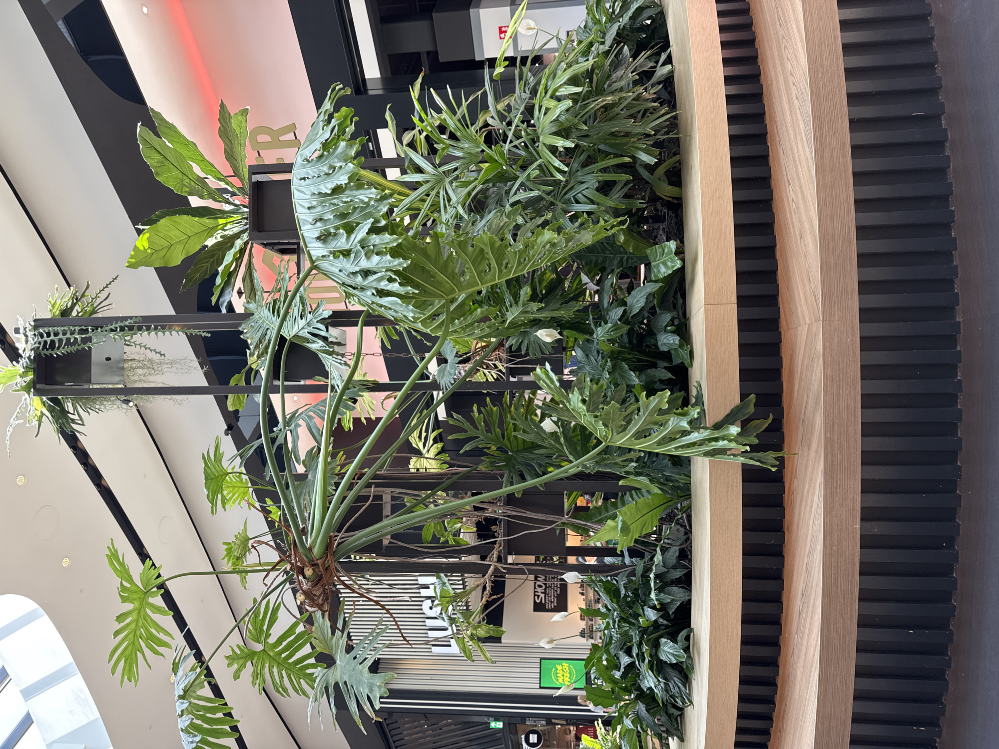 The image shows a large, elaborate indoor plant installation at the Leidschendam, Netherlands center. The installation features a variety of lush green plants, including large, lobed leaves from a Philodendron species and several smaller, delicate ferns. These plants are arranged around a central, dark metal structure that extends upwards. The base of the plant installation is a circular, multi-tiered seating area made of light-colored wood with dark vertical slats. In the background, the indoor environment is visible, with elements of retail spaces, including signage for "LUSH" and "SHOW," and architectural features like a sloped ceiling with lighting. The overall scene suggests a well-maintained, contemporary commercial or shopping center environment.