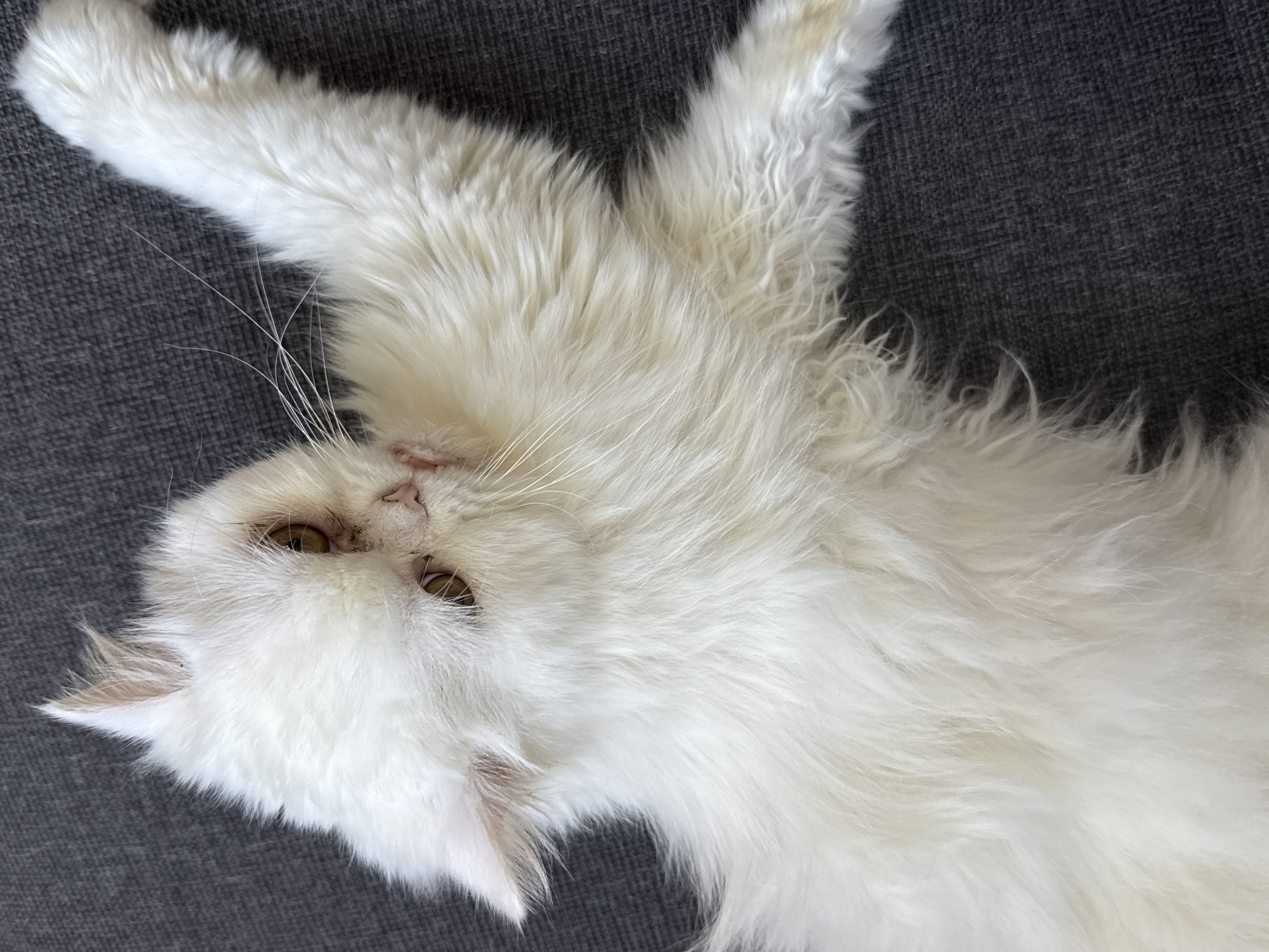 A white, long-haired cat lies on a gray fabric surface. The cat is facing the camera with its head tilted. Its eyes are visible and appear to be a light brown color. One front paw is extended upwards to the left, and the rest of its body stretches out towards the right. The background is a plain gray surface. There is no indication of the location being Burgas, Bulgaria.