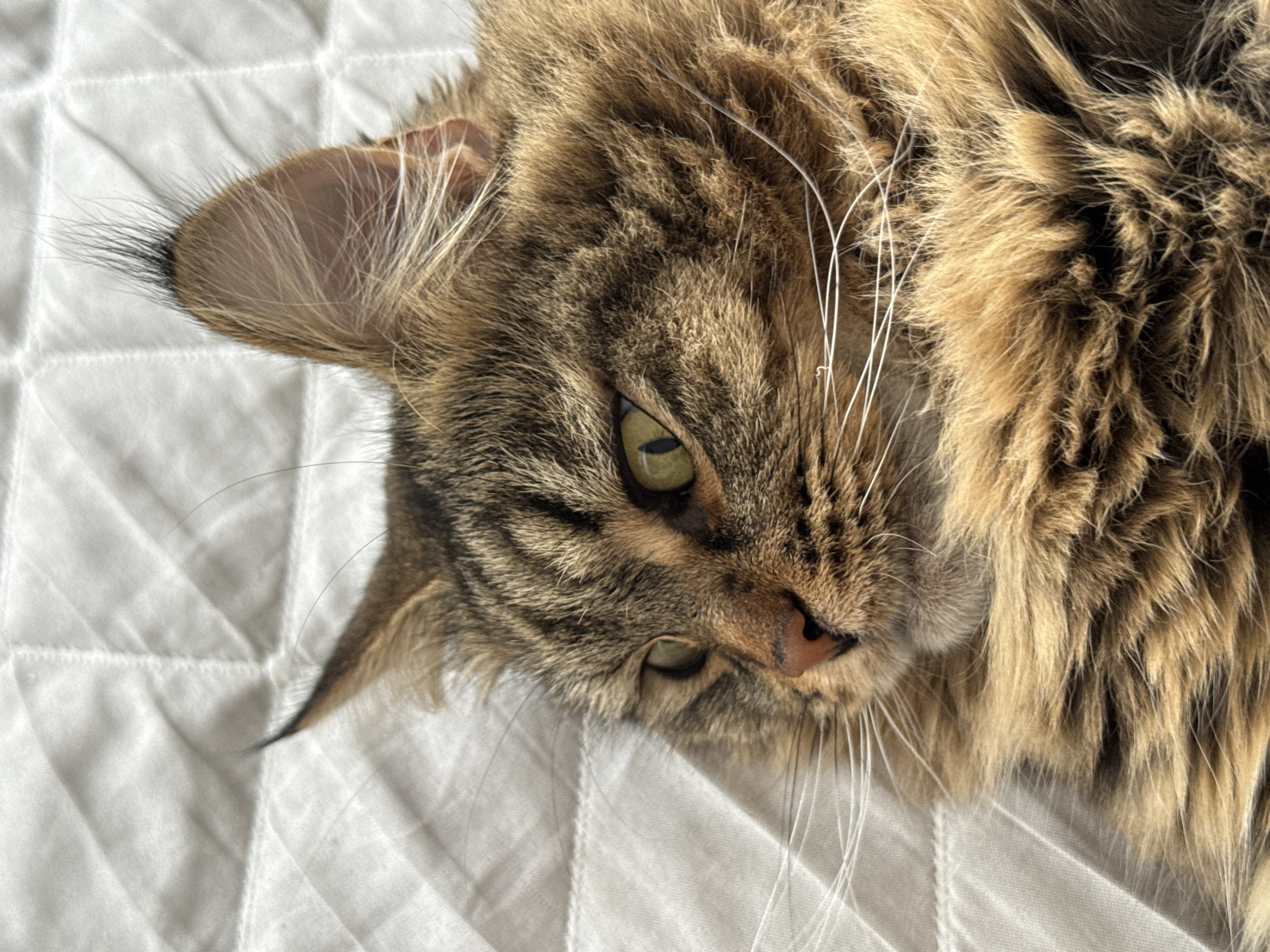 The image is a close-up, eye-level shot of a tabby cat lying on its back on a white, quilted surface. The cat has green eyes and is looking towards the camera. Its fur is a mix of brown, black, and lighter brown tones, with prominent tabby markings on its face. The cat's ears are visible, with long tufts of fur extending from the edges. Its whiskers are long and white, fanning out from its muzzle. The quilted surface appears to be a blanket or a mattress cover, with a diamond-pattern stitching. The lighting suggests it is daytime, possibly indoors, with the light source coming from the right, casting subtle shadows. The overall mood is calm and relaxed, with the cat appearing comfortable and content. There is no visible text in the image.
