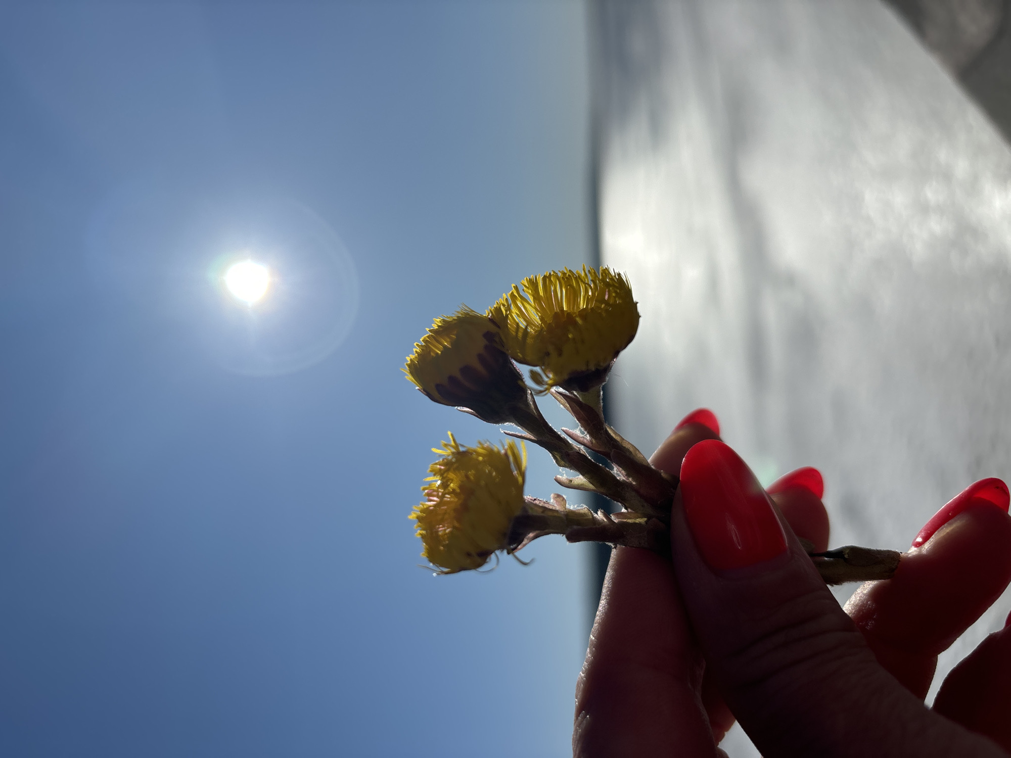 A low-angle shot shows three yellow coltsfoot flowers held in a hand with red manicured nails against a bright blue sky with a visible sun. The hand is positioned to the right, and the sun is to the left. A blurry white background appears on the right. The location is Chaikovsky, Russia.