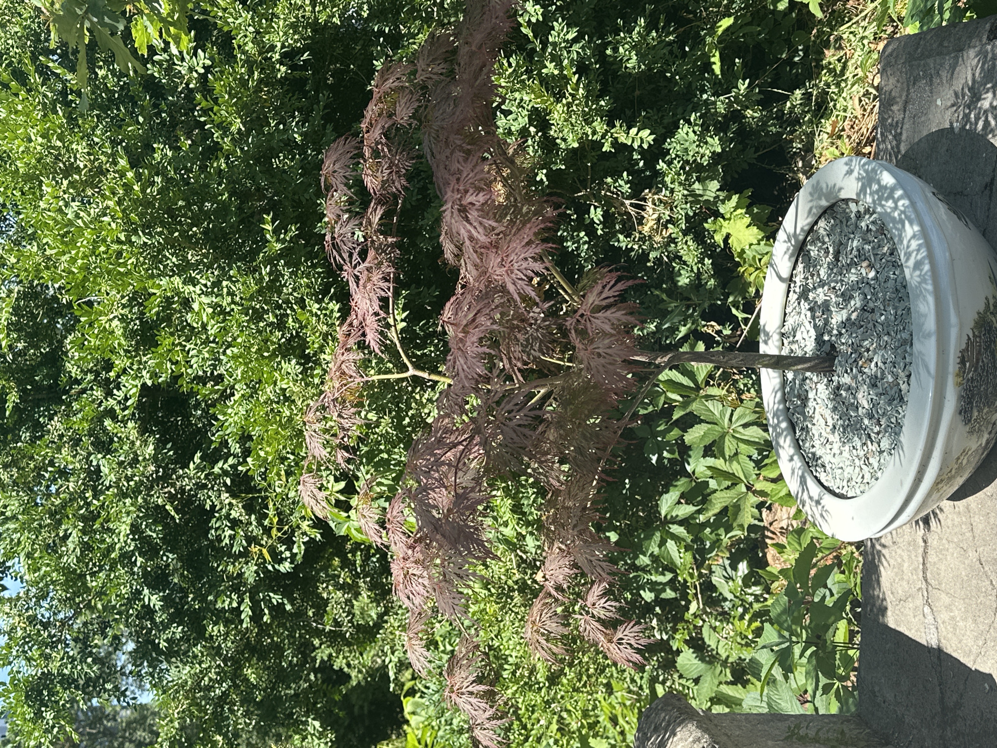 The image depicts a Japanese maple tree in a white ceramic pot, placed on a stone surface. The tree has deep red, lobed leaves and a thin, twisted trunk. The pot is filled with small, light green pebbles and has intricate painted designs around its rim. Behind the tree, a dense green hedge serves as a backdrop, with sunlight filtering through the leaves, creating dappled shadows. In the foreground, to the left of the pot, a portion of a stone railing is visible, also casting shadows. The overall impression is one of a serene garden setting. There are no people or animals visible in the image. This scene is likely in a garden or courtyard in Odesa, Ukraine, given the mention of the city in the prompt.